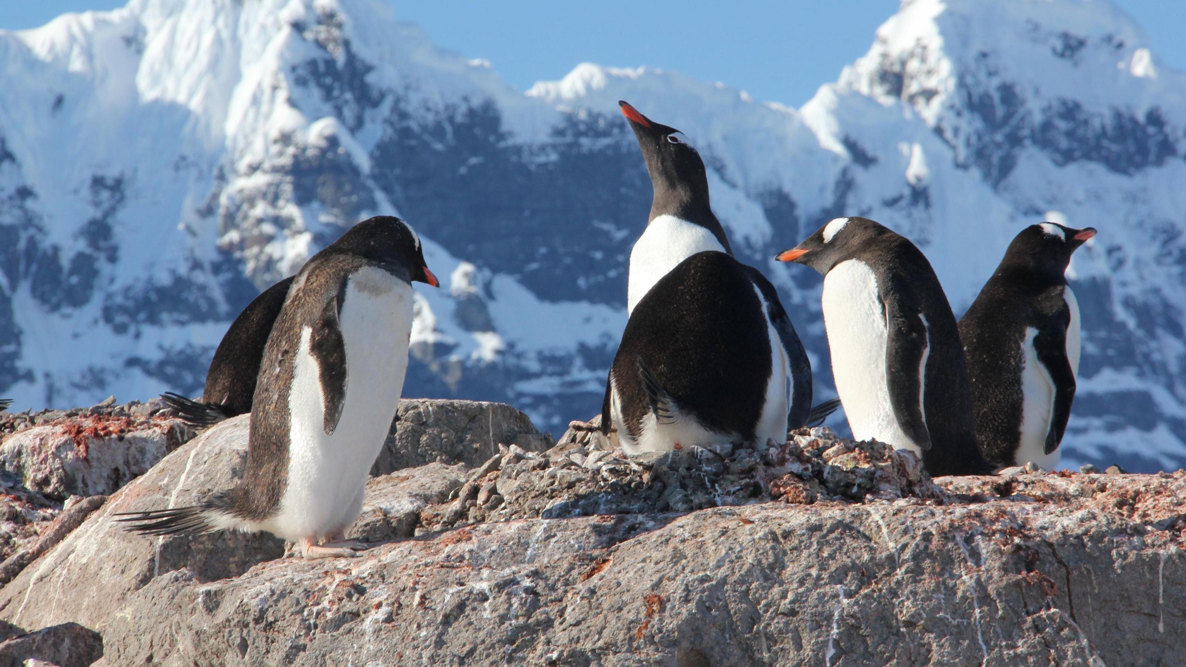 Penguins