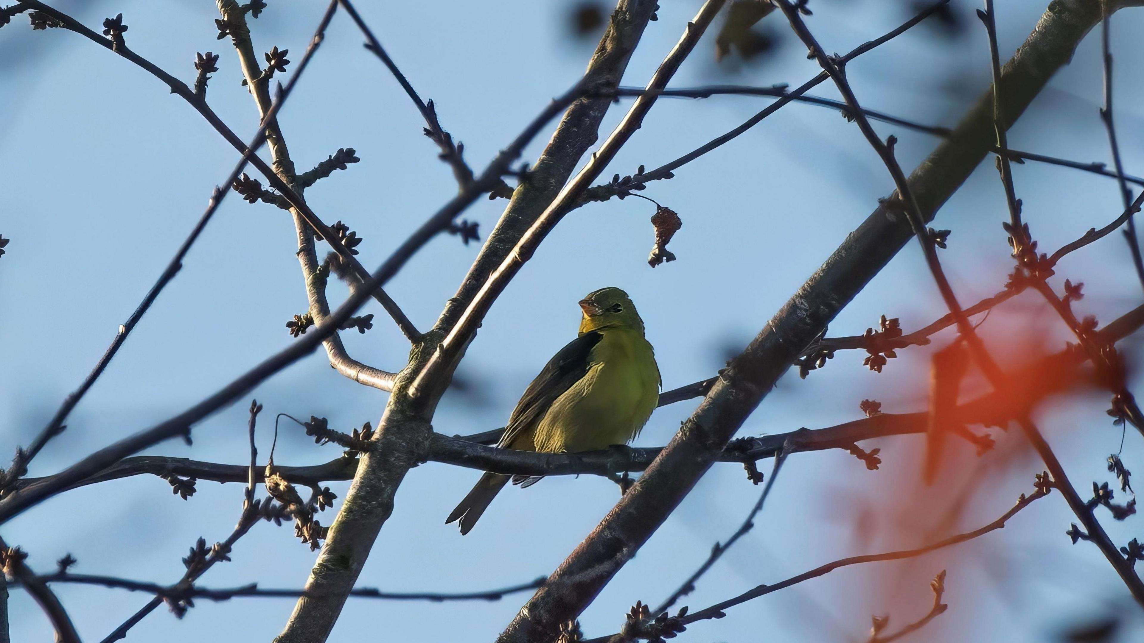 A yellowish-brown bird sits on the branch of a tree.