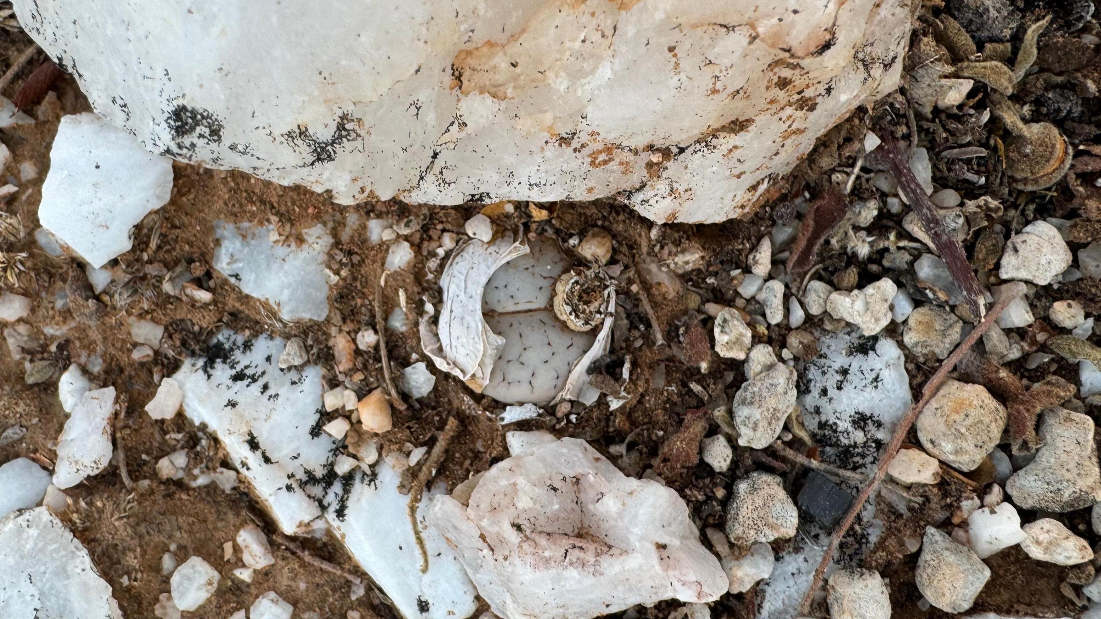 a lot of rocks and a plant that looks like a rock in the centre.