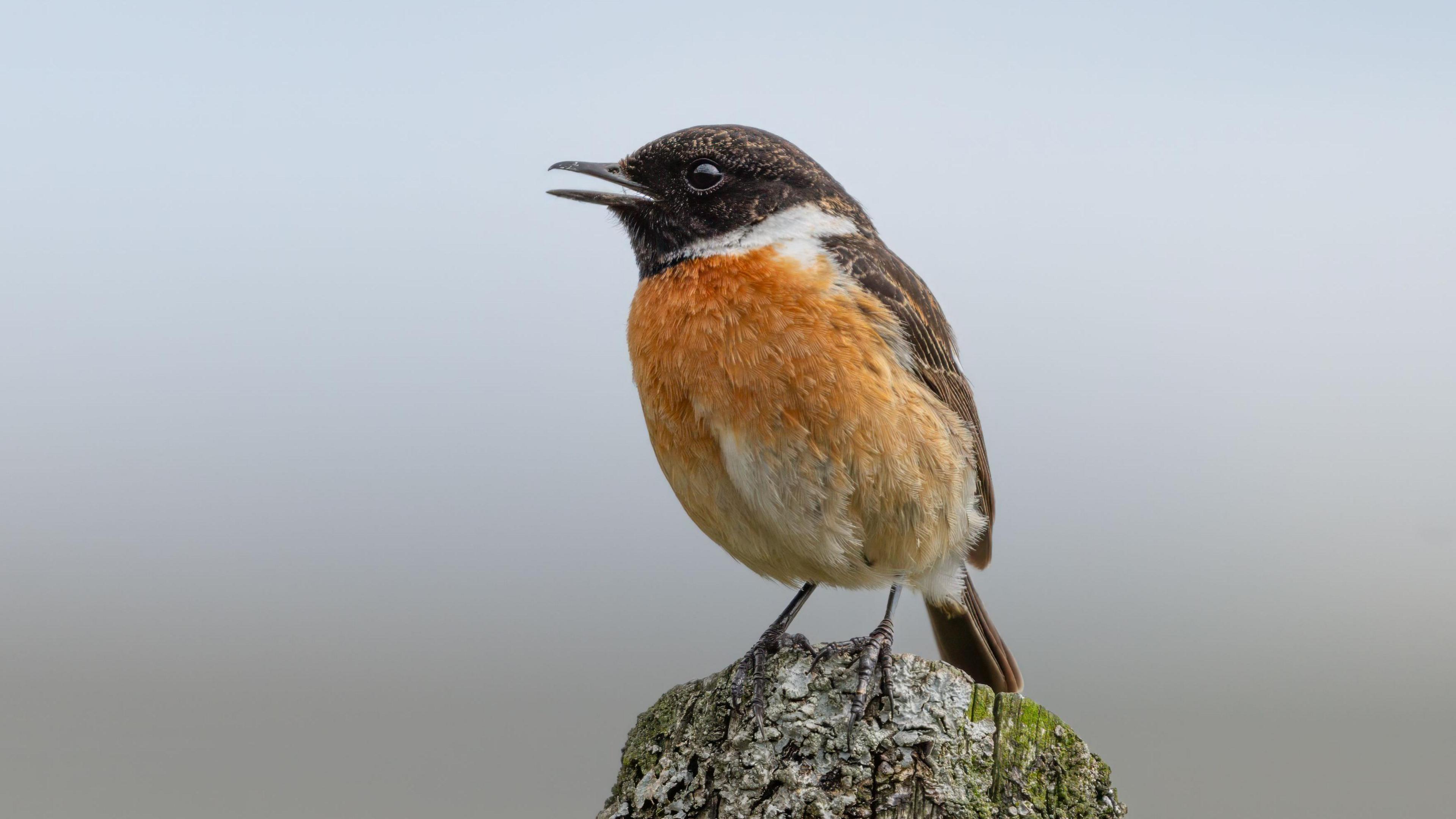 A small bird with an orange breast and brown head stands on a wooden post