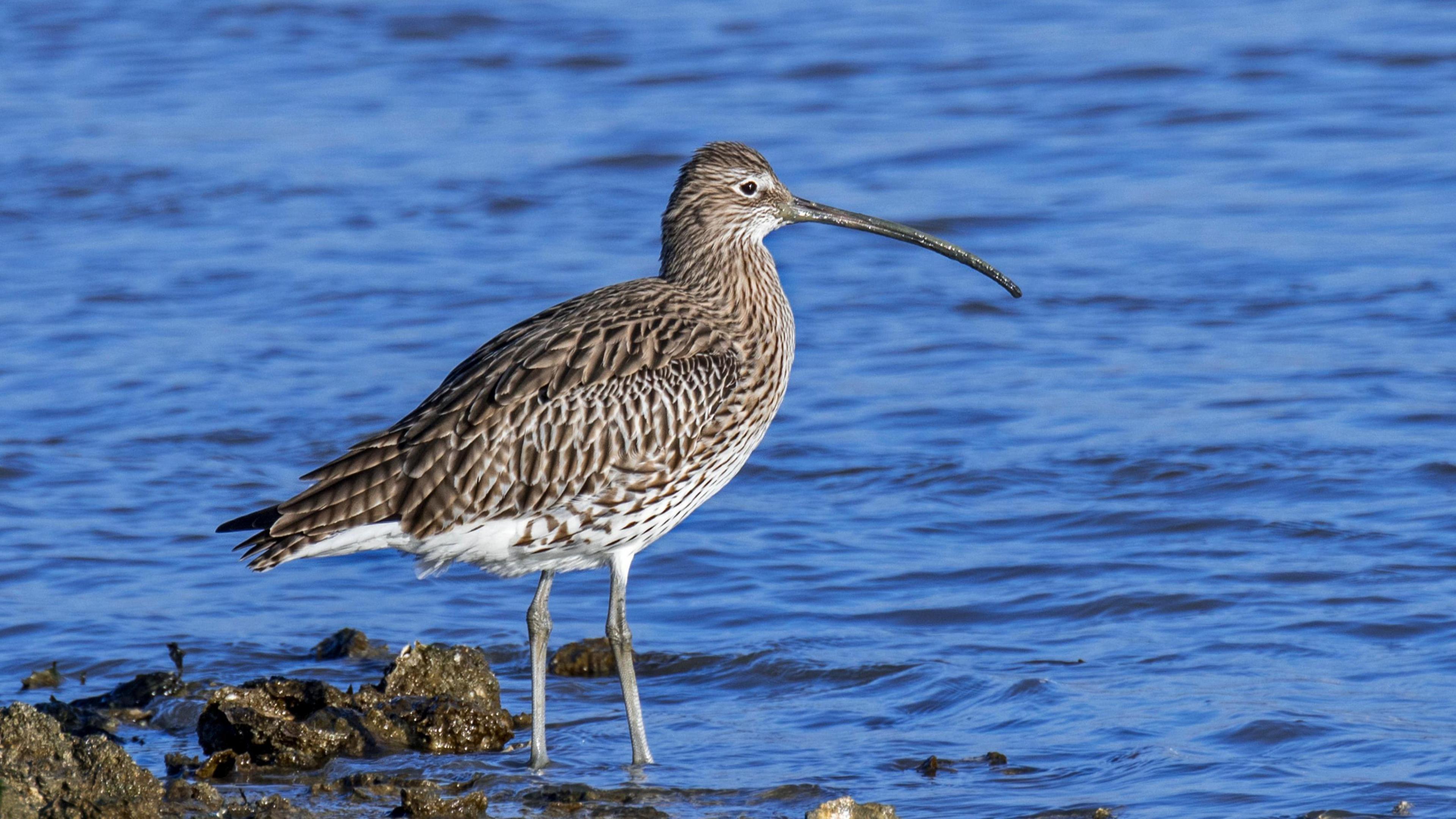 The brown and white spotted bird on the shore line with its long pointed beak 