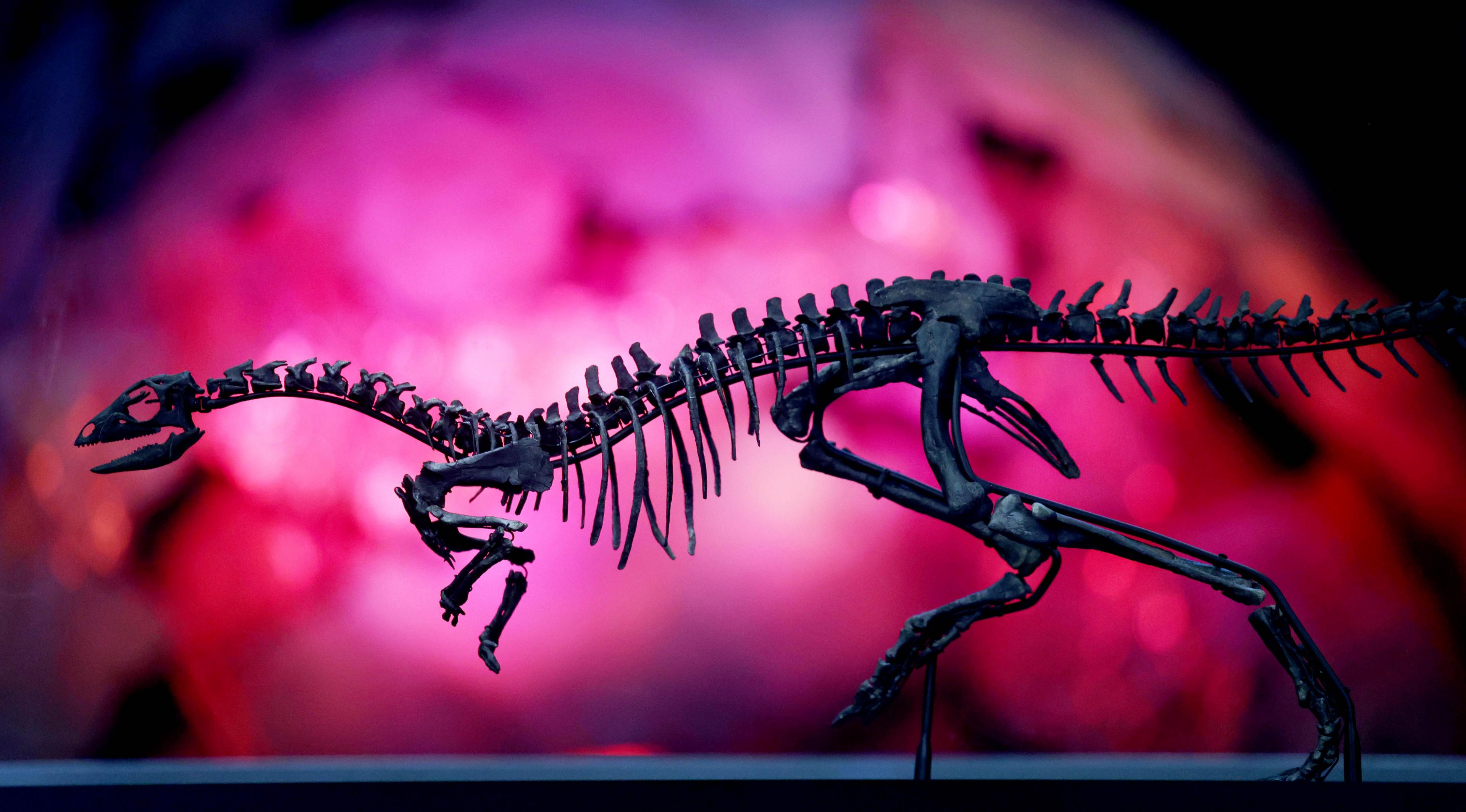 Enigmacursor mollyborthwickae dinosaur skeleton.
