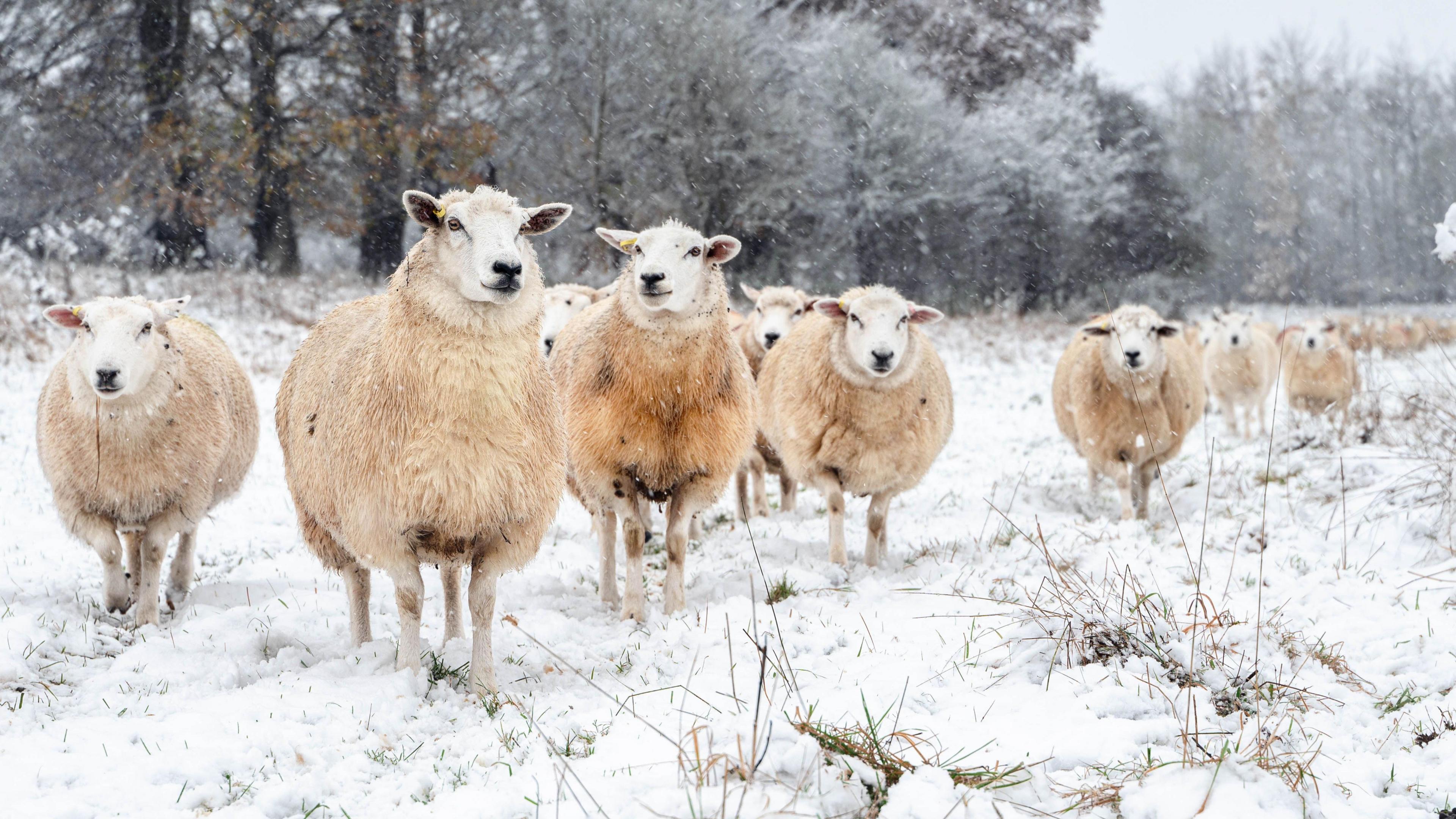 Lots of sheep stood on snow in a field with trees behind