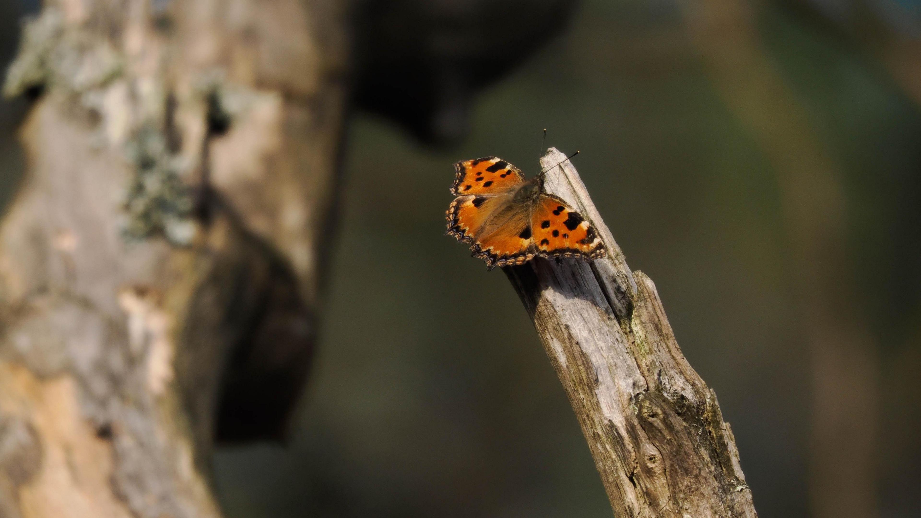 Large Tortoiseshell butterfly.