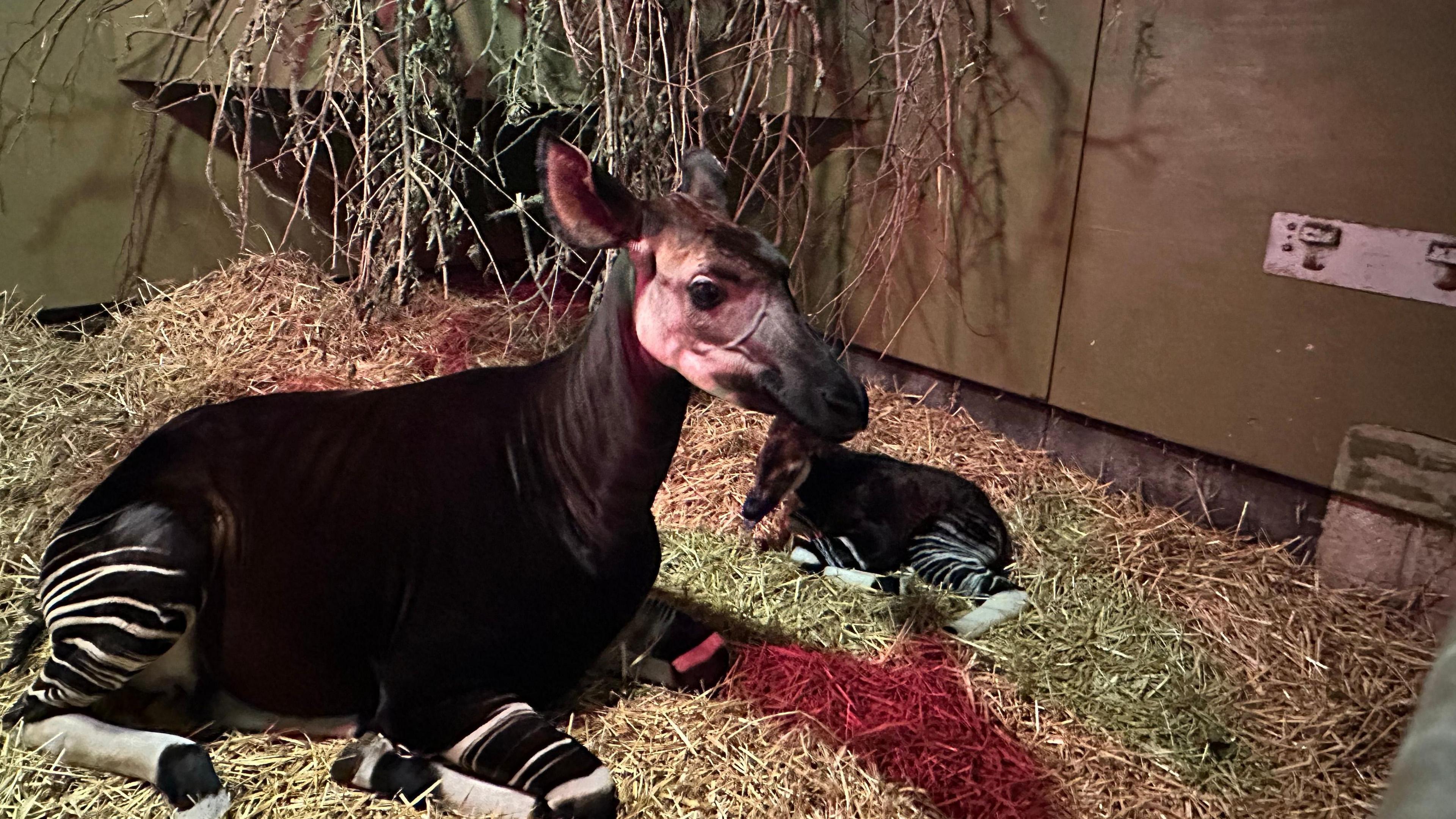 Mother Daphne with her newborn calf at the habitat created by the zoo. There is a lot of hey around them.