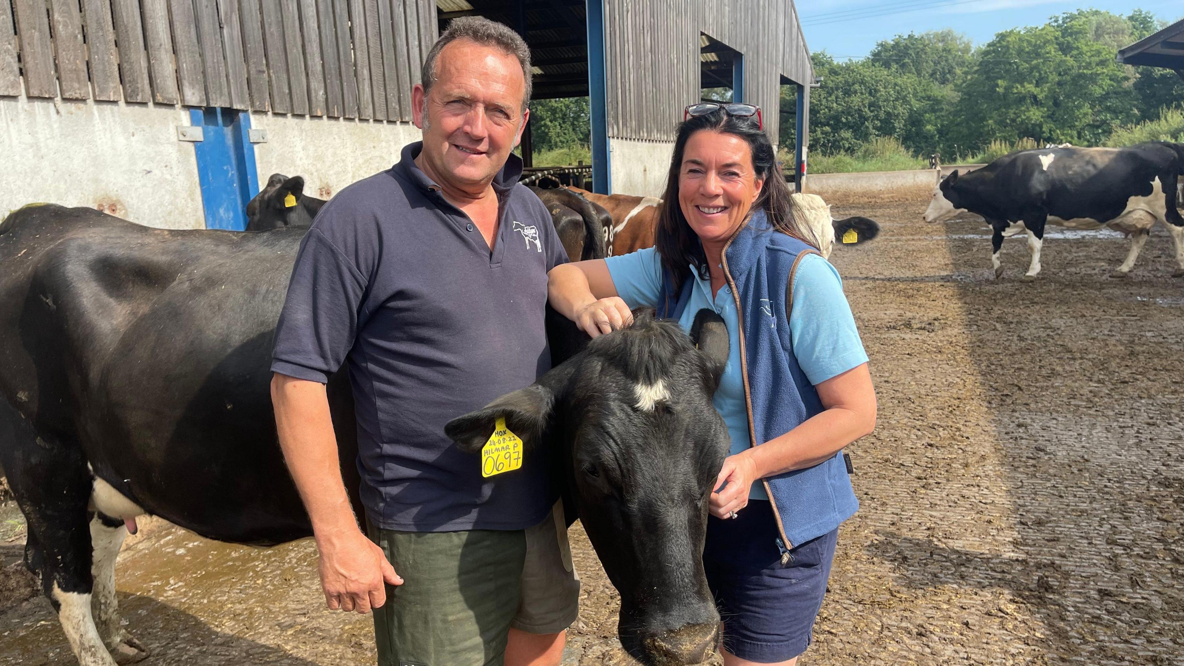 A male and female farmer stand either side of a cow on their dairy farm