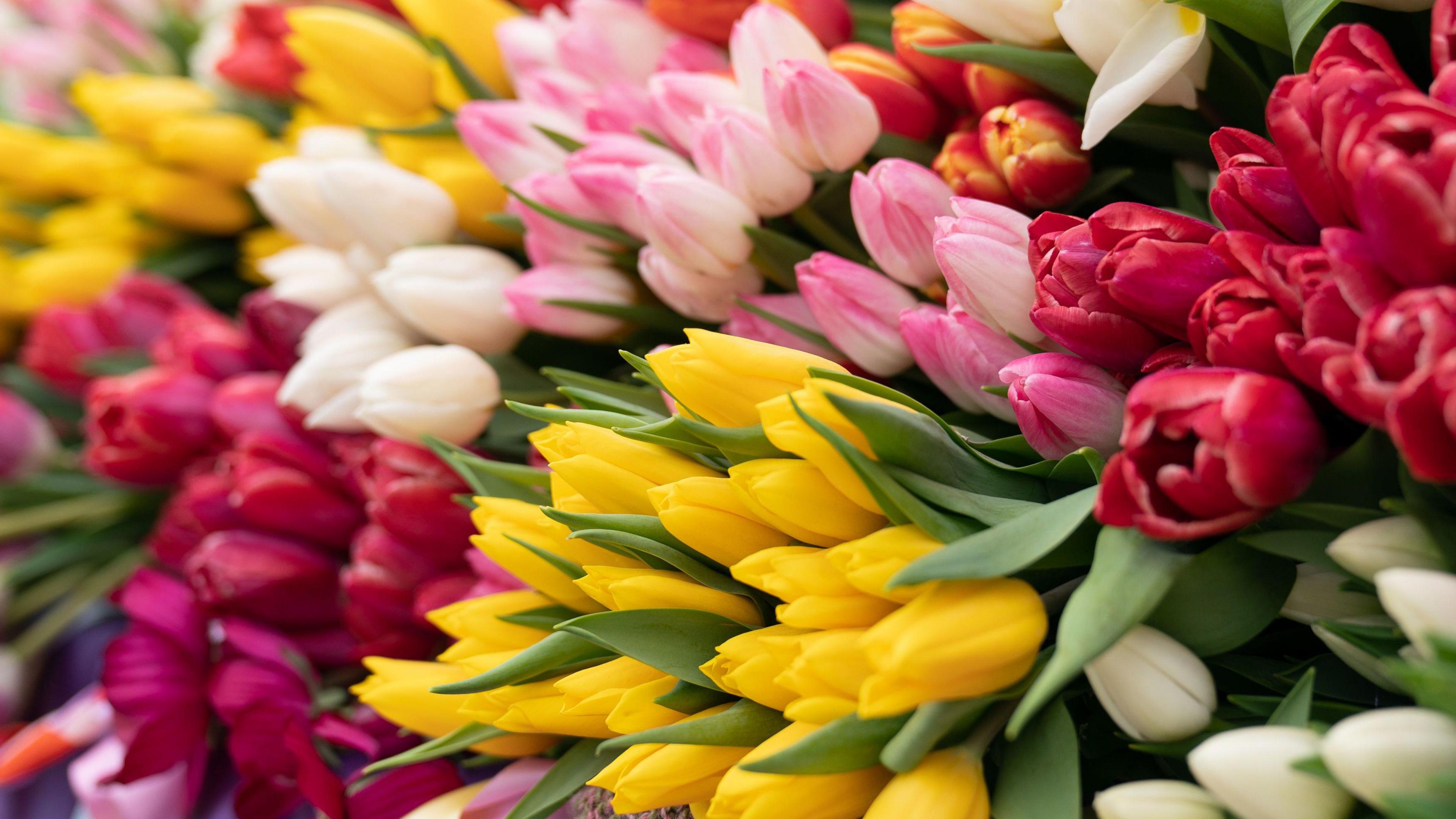 Tulips decorated a float at 2023's parade