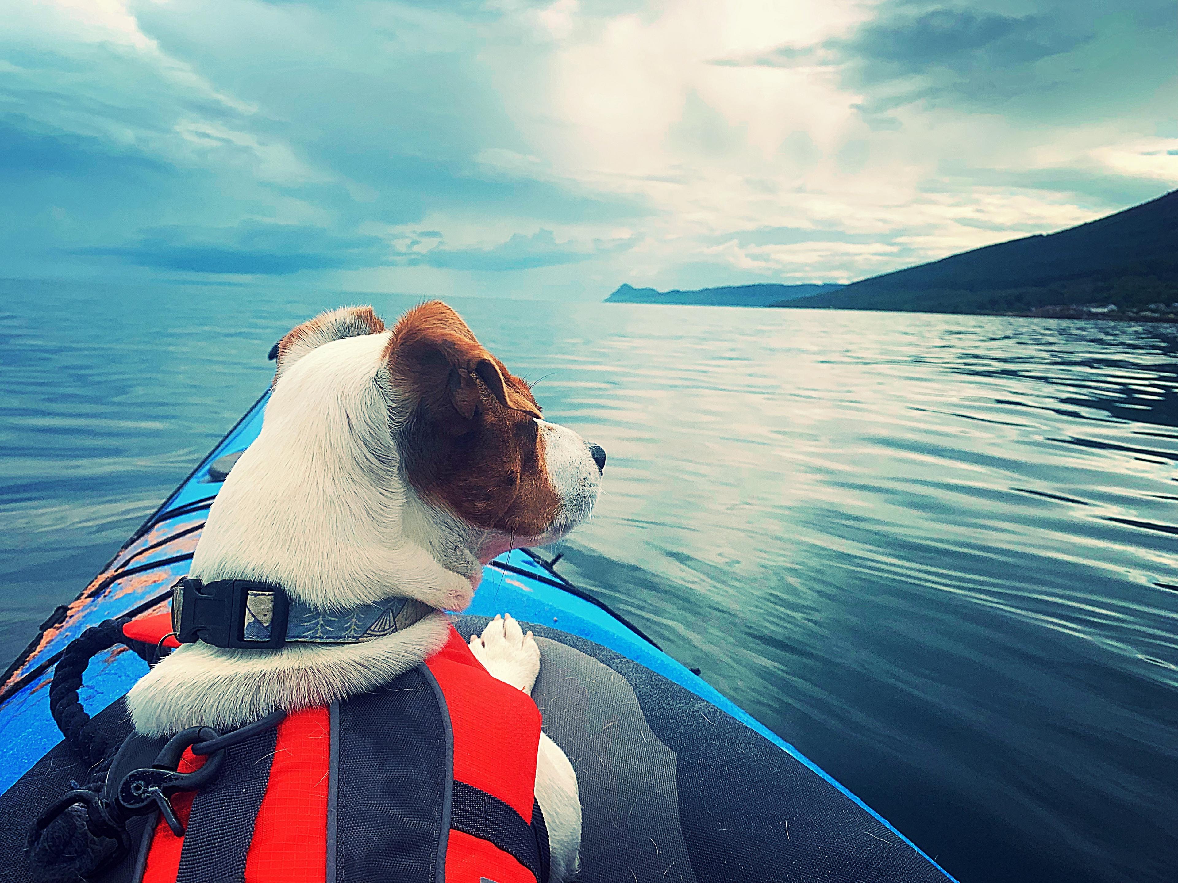 Jack Russell in kayak