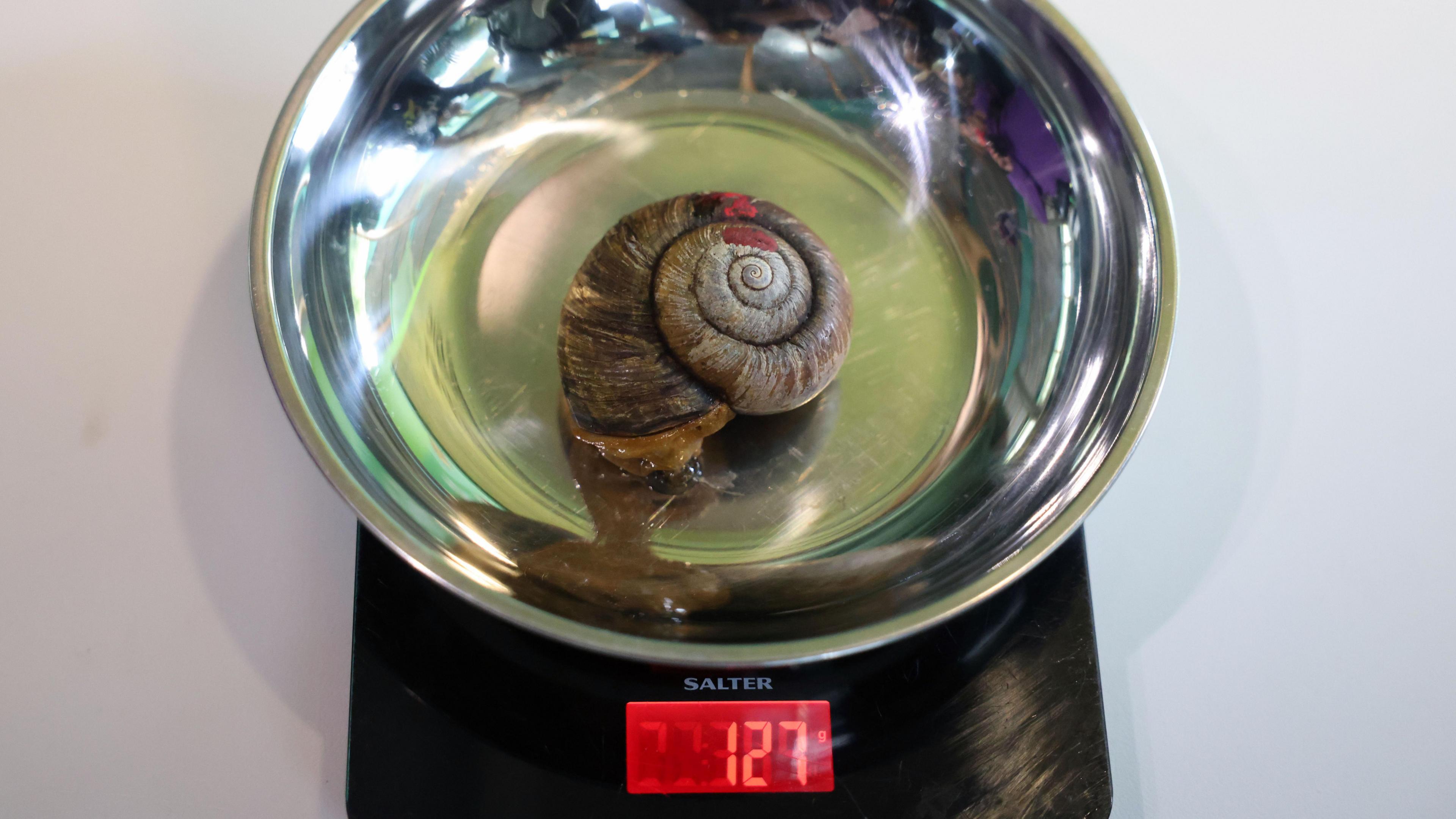 A Vietnamese land snail being weighed.