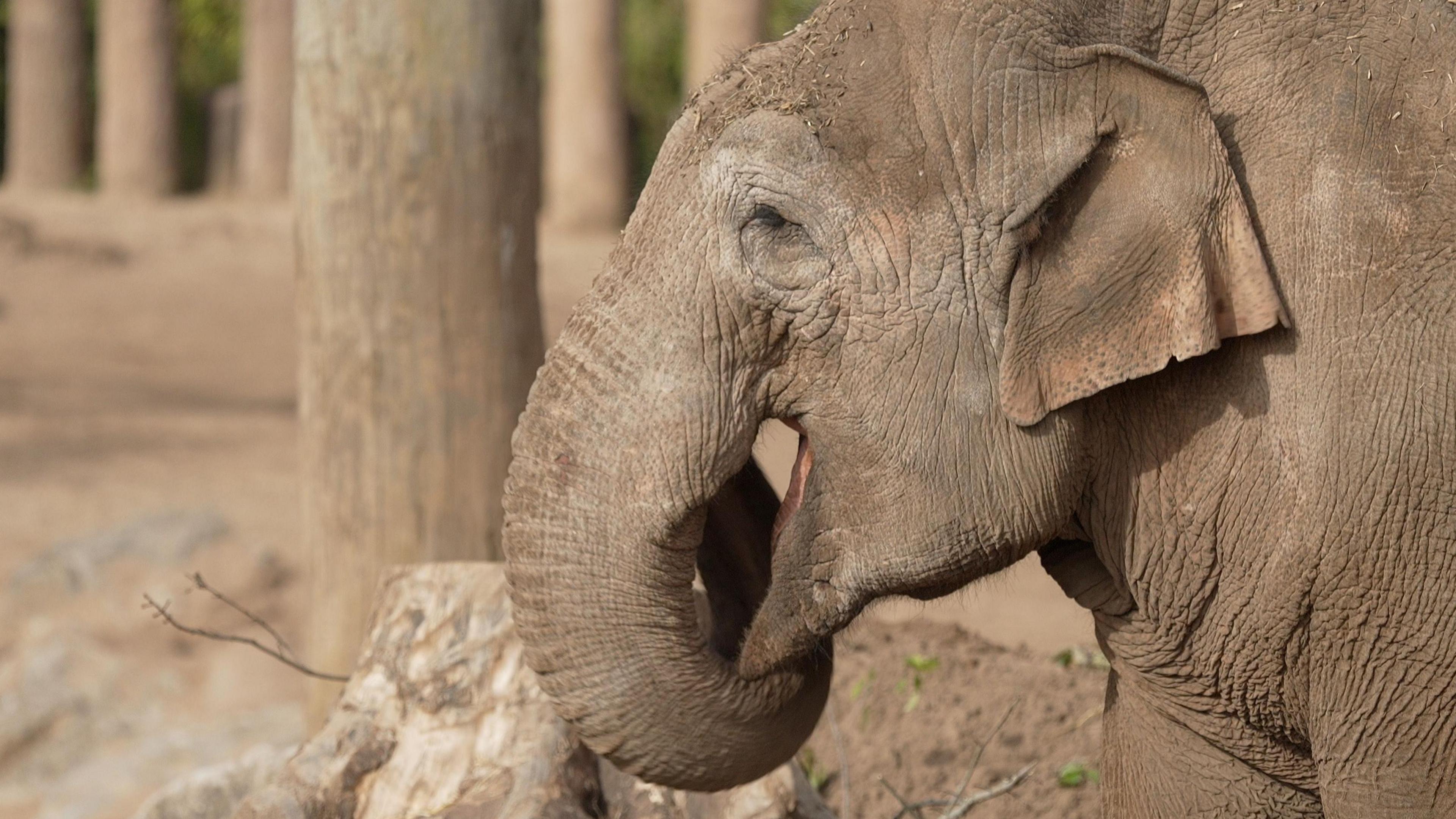 A female elephant - open-mouthed and photographed from the side - curls her trunk behind her head.  