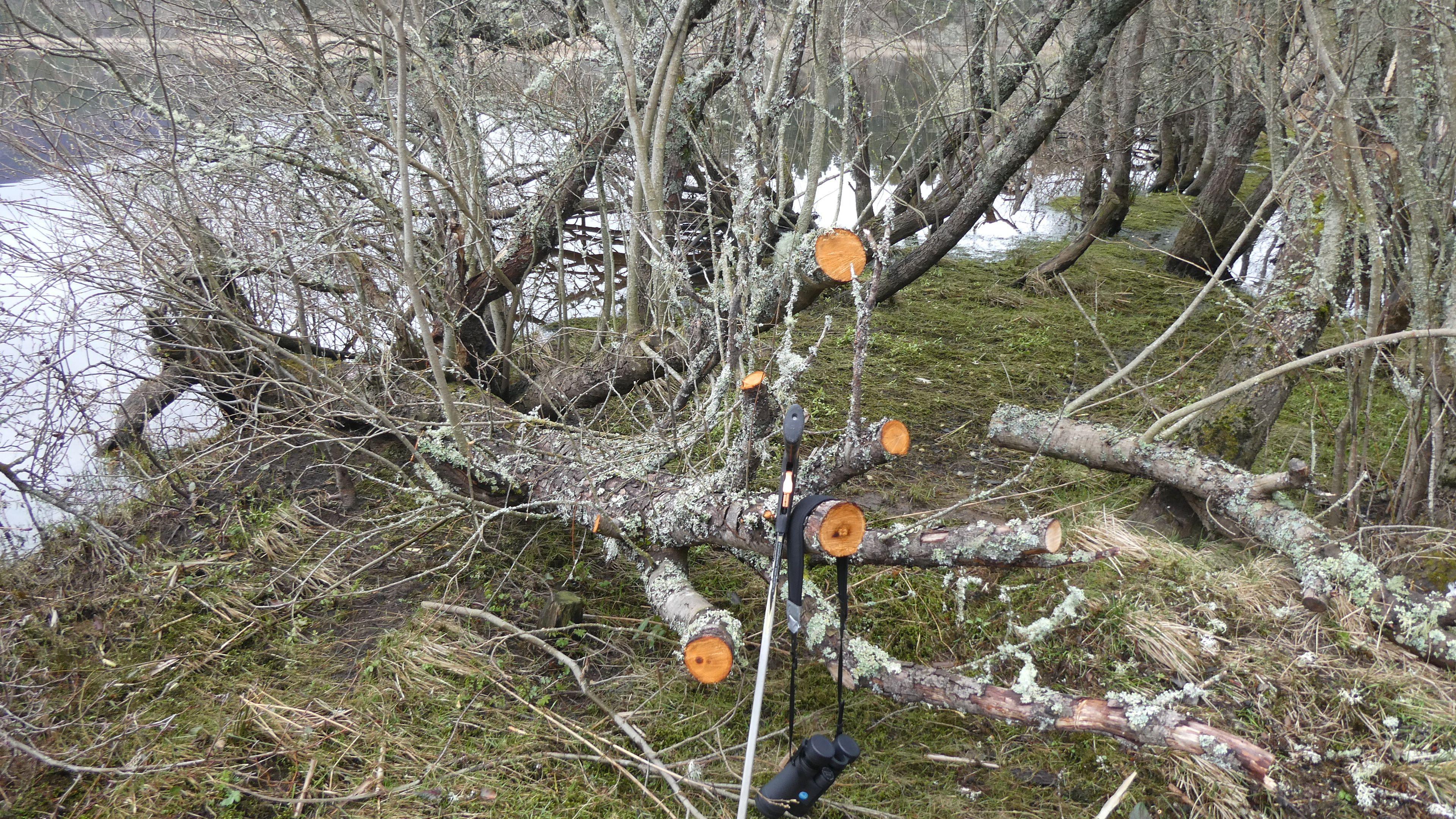 Trees cut down at Muir Of Dinnet 