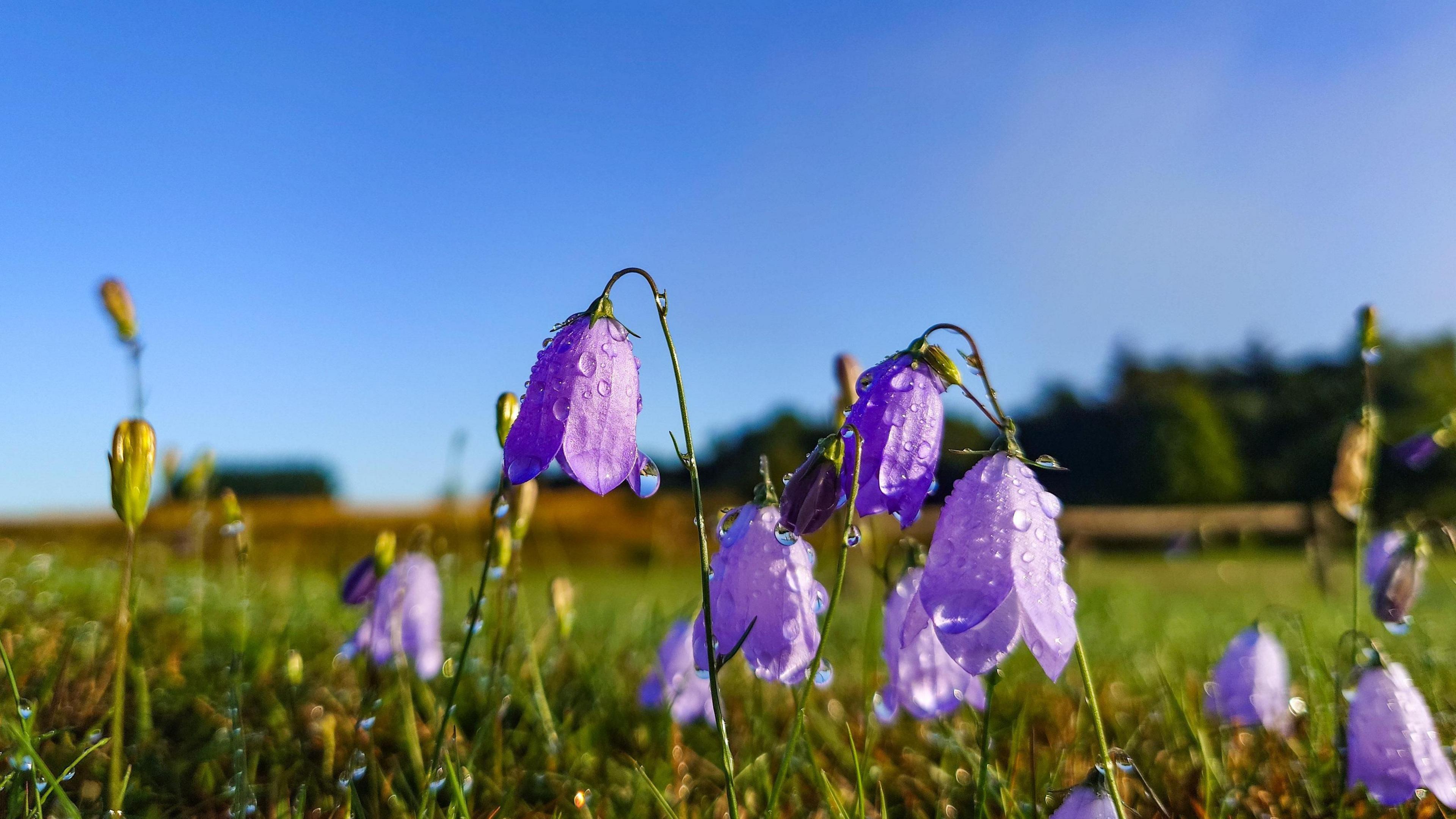 Purple flowers in a field set against a clear blue sky. rain drops on the flowers 