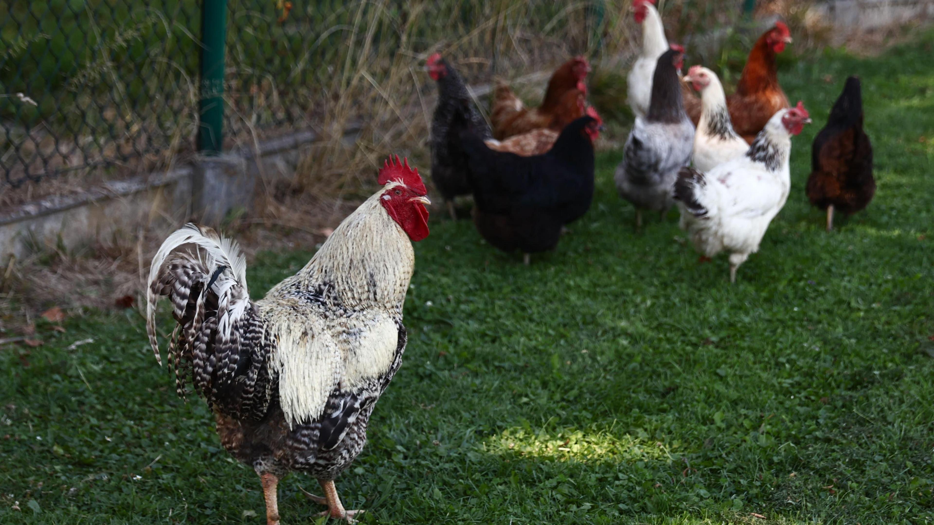 A gaggle of hens stand on a patch of grass