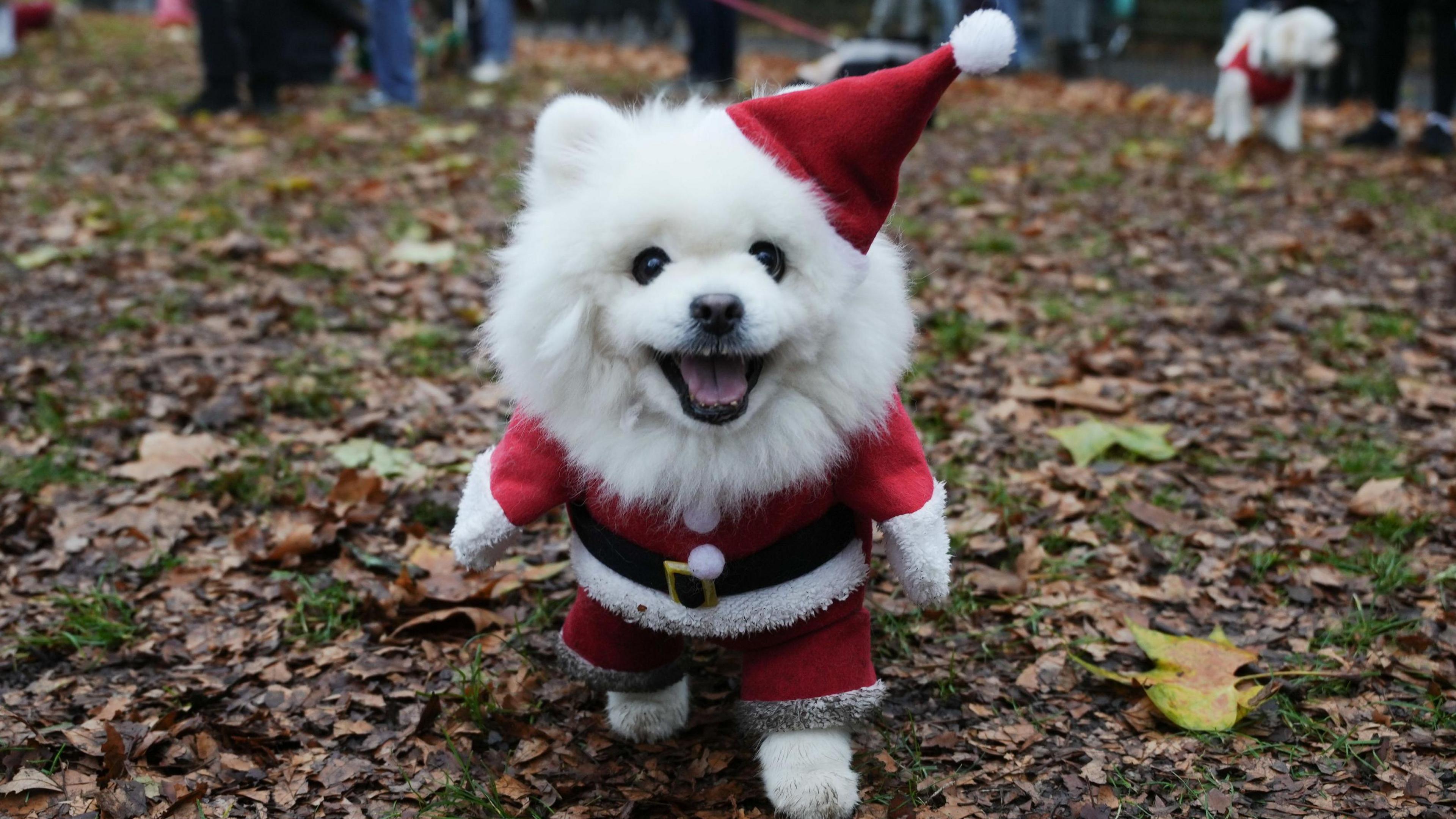 A white dog in a Father Christmas costume stands in a park. There are other dogs behind it.