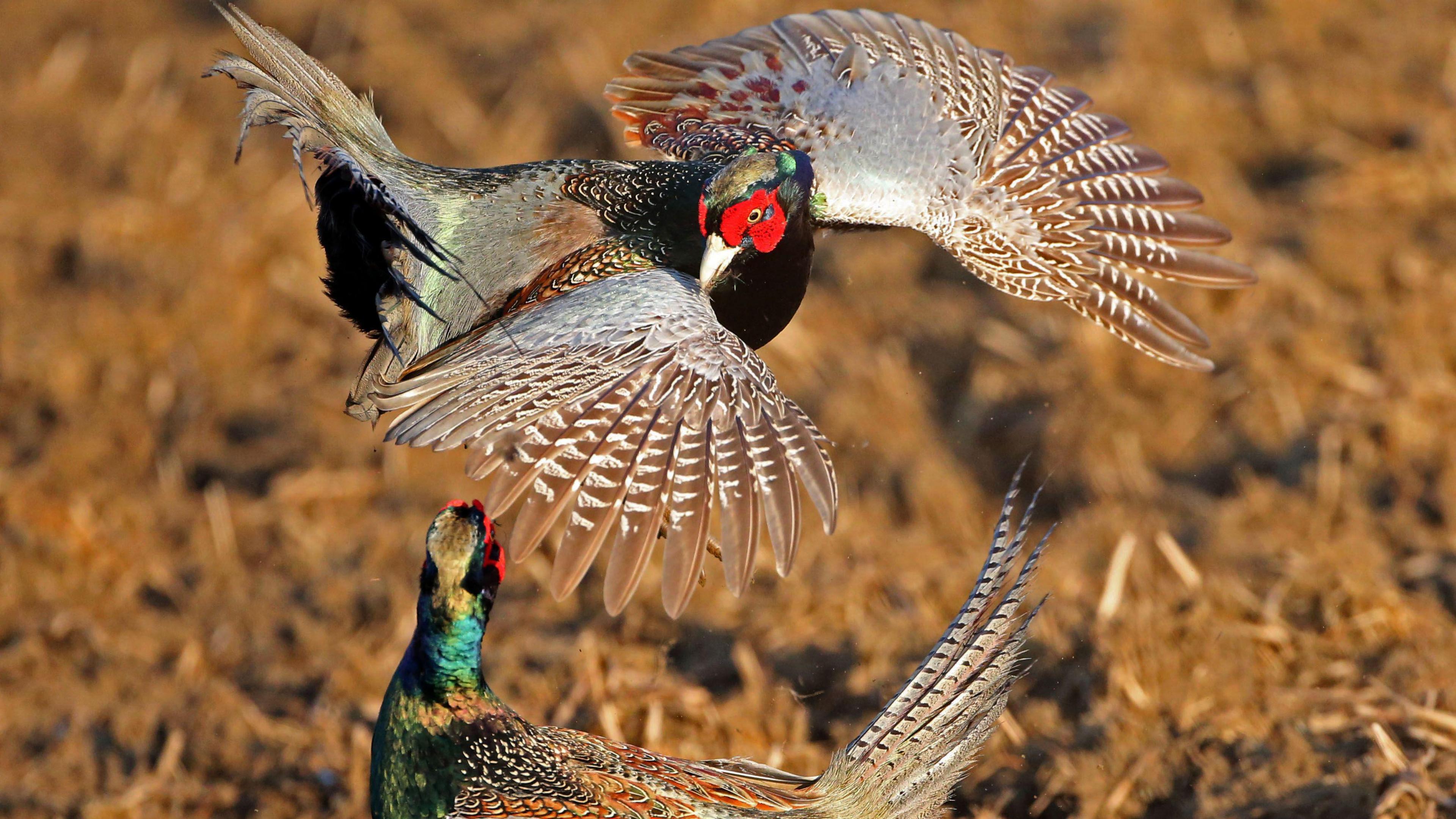 Two pheasants, one on the ground and one one in flight, look at each other. They appear against a backdrop of light brown vegetation.