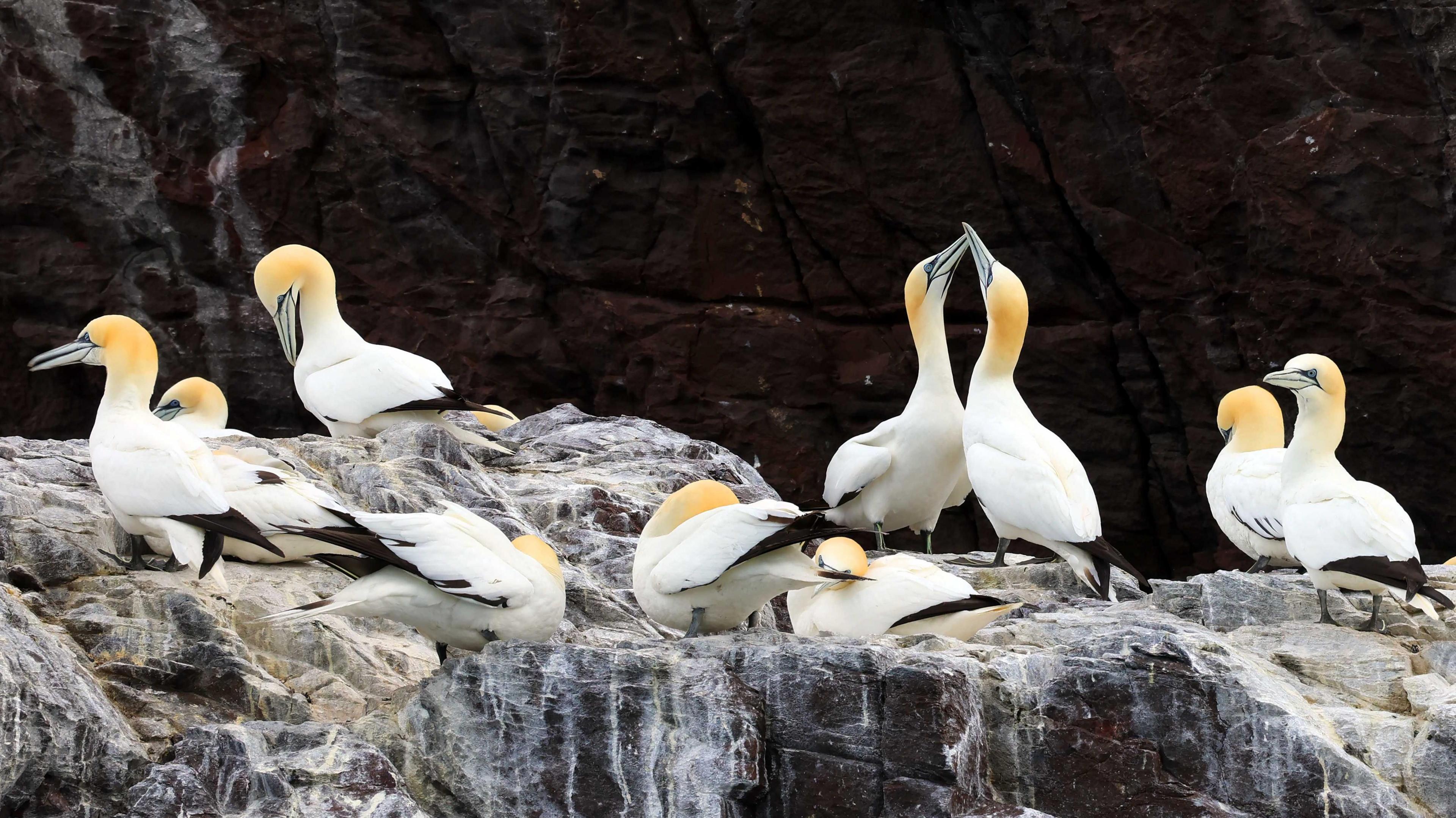 Nine gannets on Bass Rock close up on a shelf.