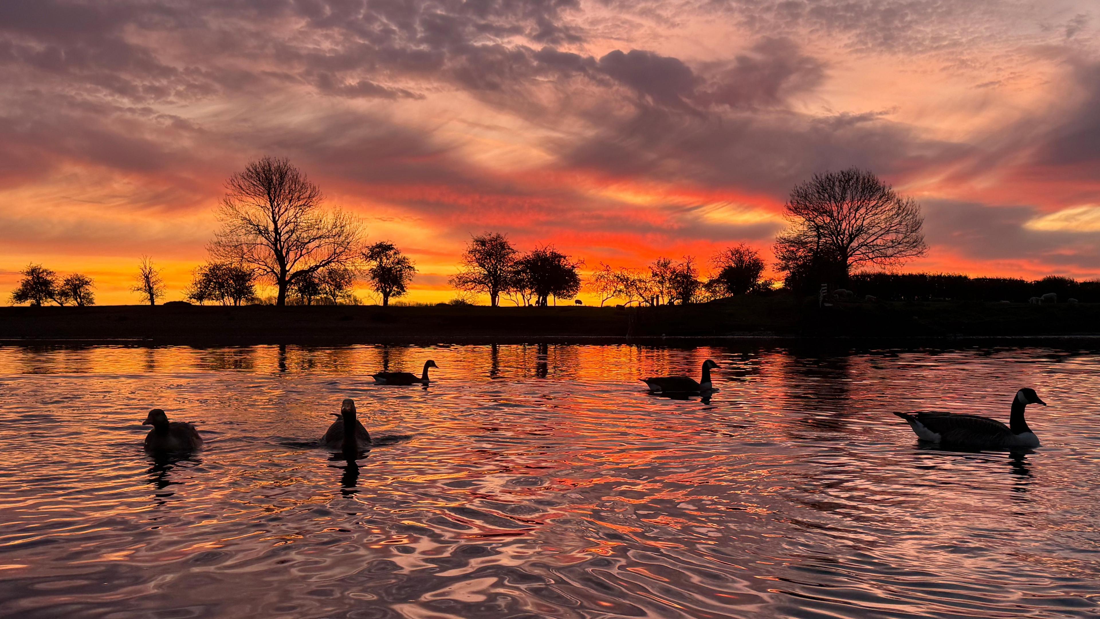 view across a large pond with geese on the water. The firey sunrise of reds and oranges is being reflected inteh ripples of the water