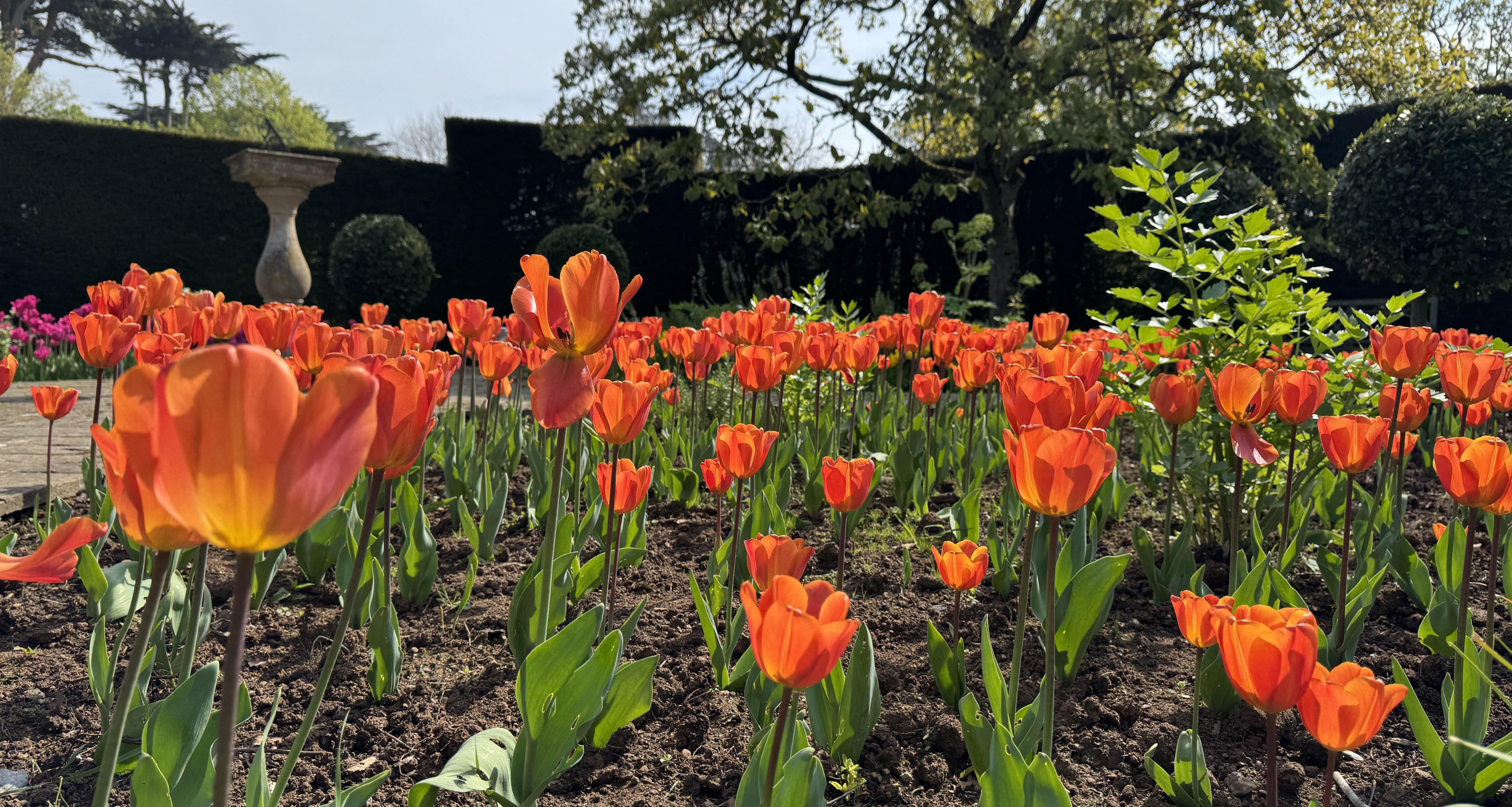 Orange tulips with green stems in brown soil