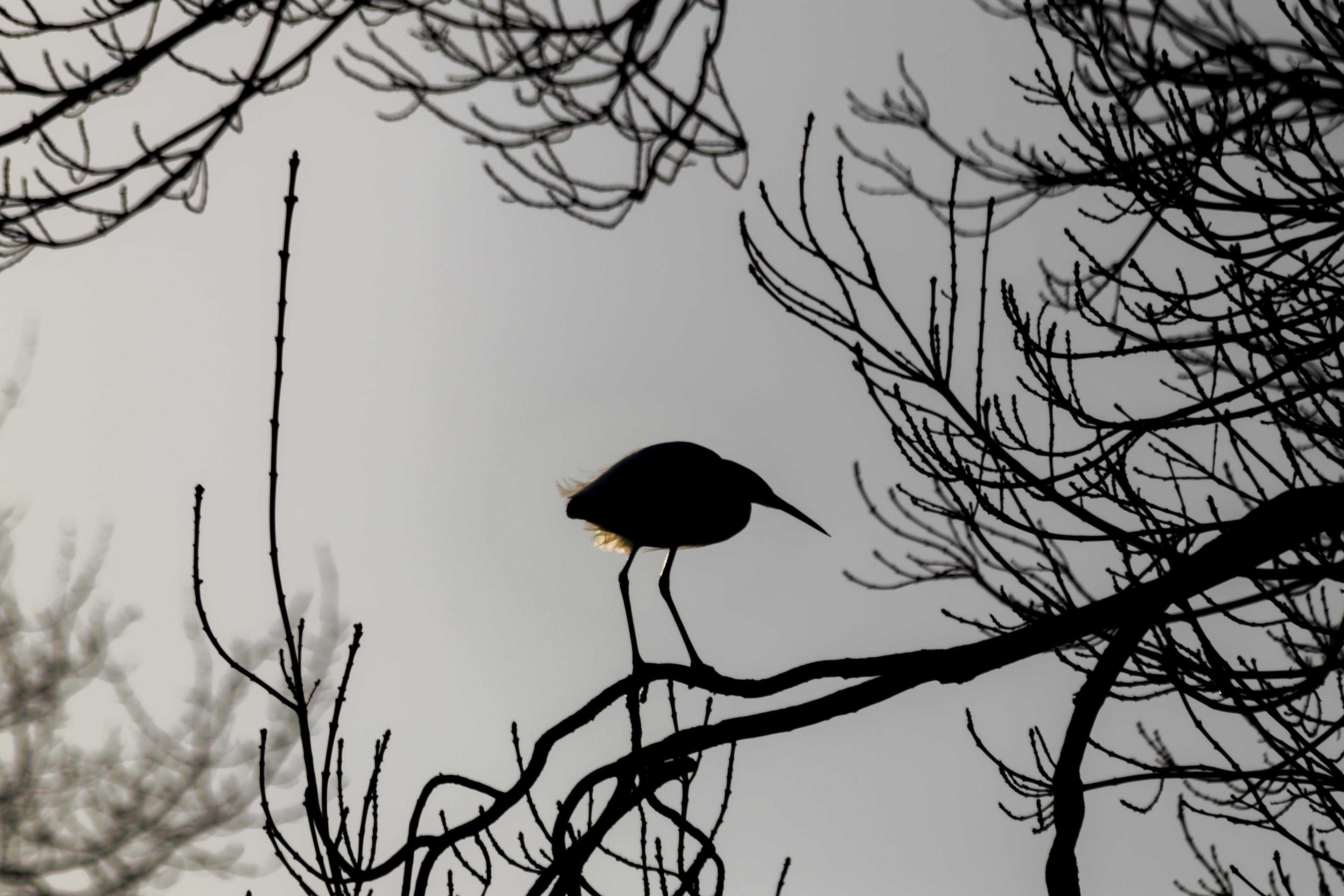 Little Egret near Boxhill Park in Abingdon.