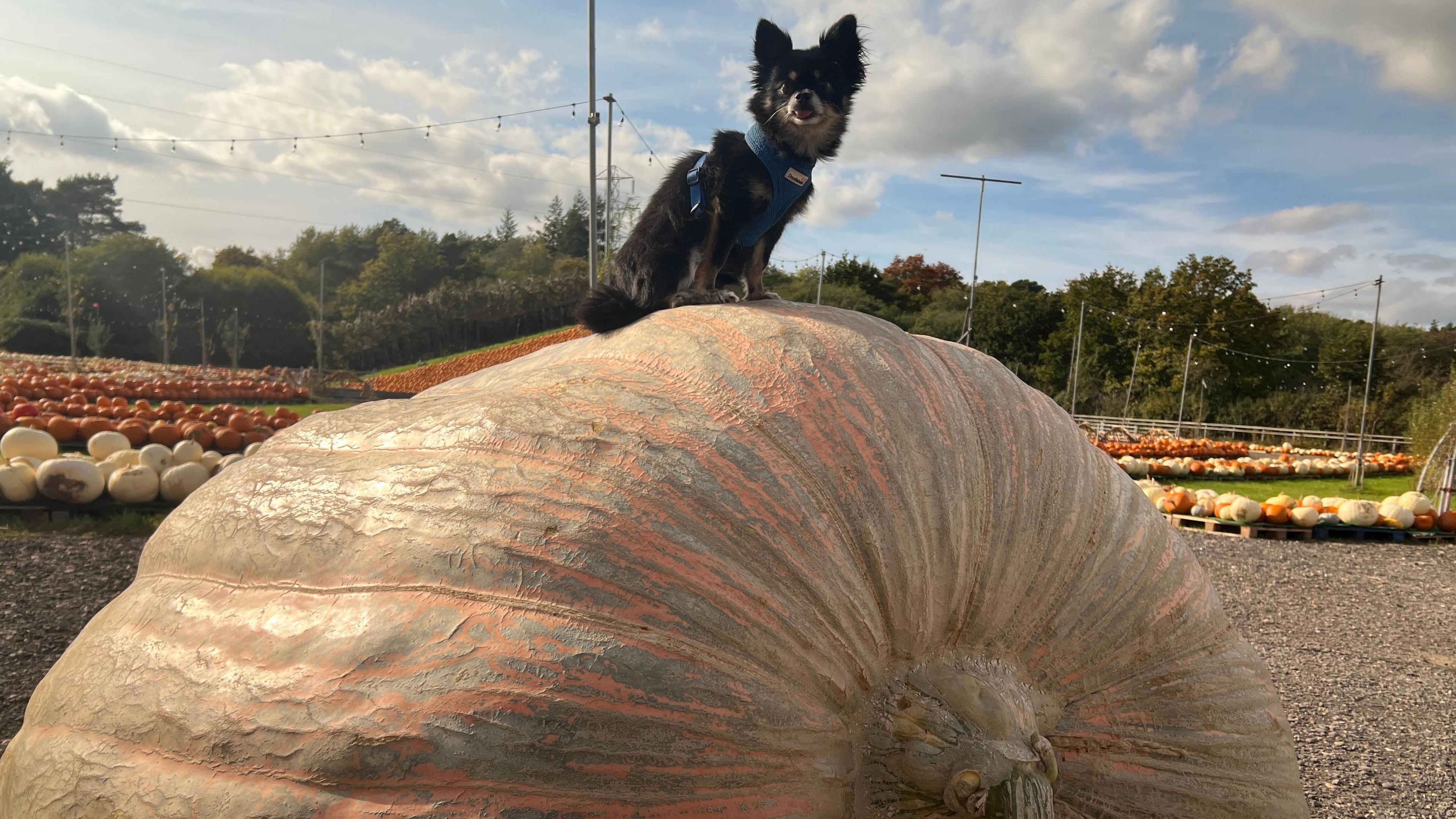 The same large yellow-orange pumpkin, with a small brown and black dog sat atop of it looking toward the camera. 