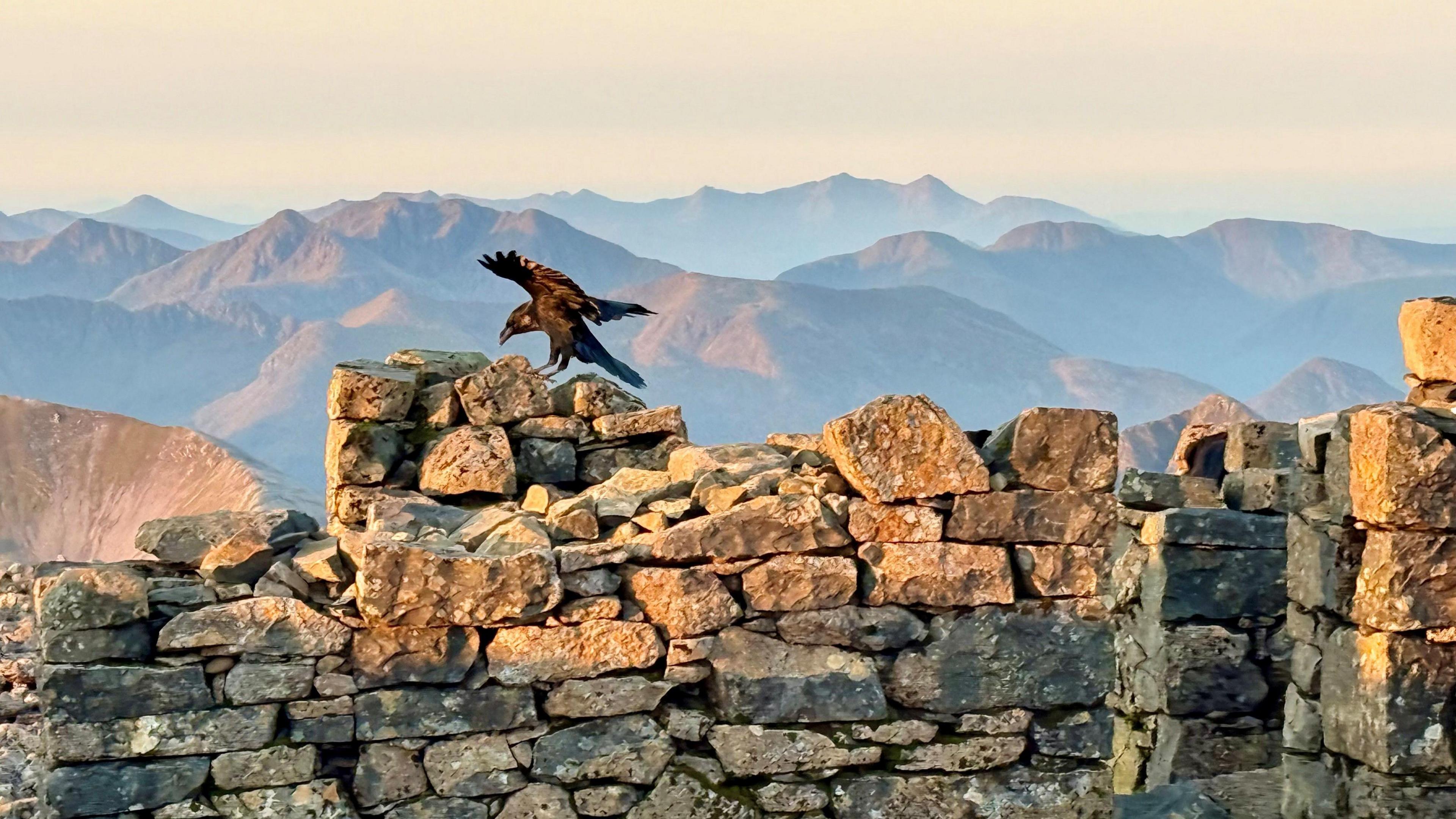 A crow lands on a dry stone wall, its wings outstretched, with warm morning sunshine at the top of Ben Nevis. A row of hills are in the distance. The stone is a golden colour in the sunshine.
