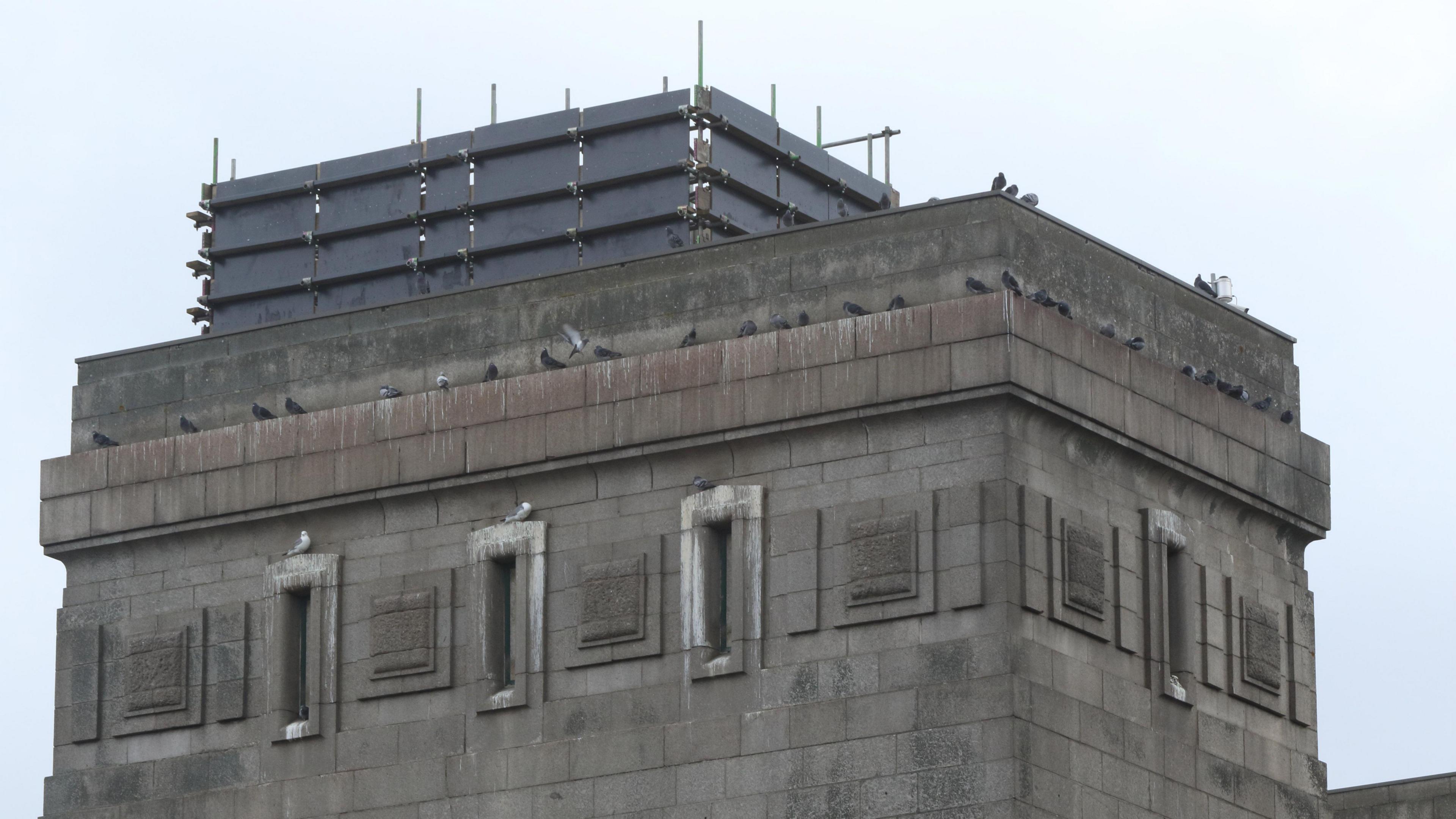 A close-up of a Kittiwake "hotel" make from scaffolding planks and poles