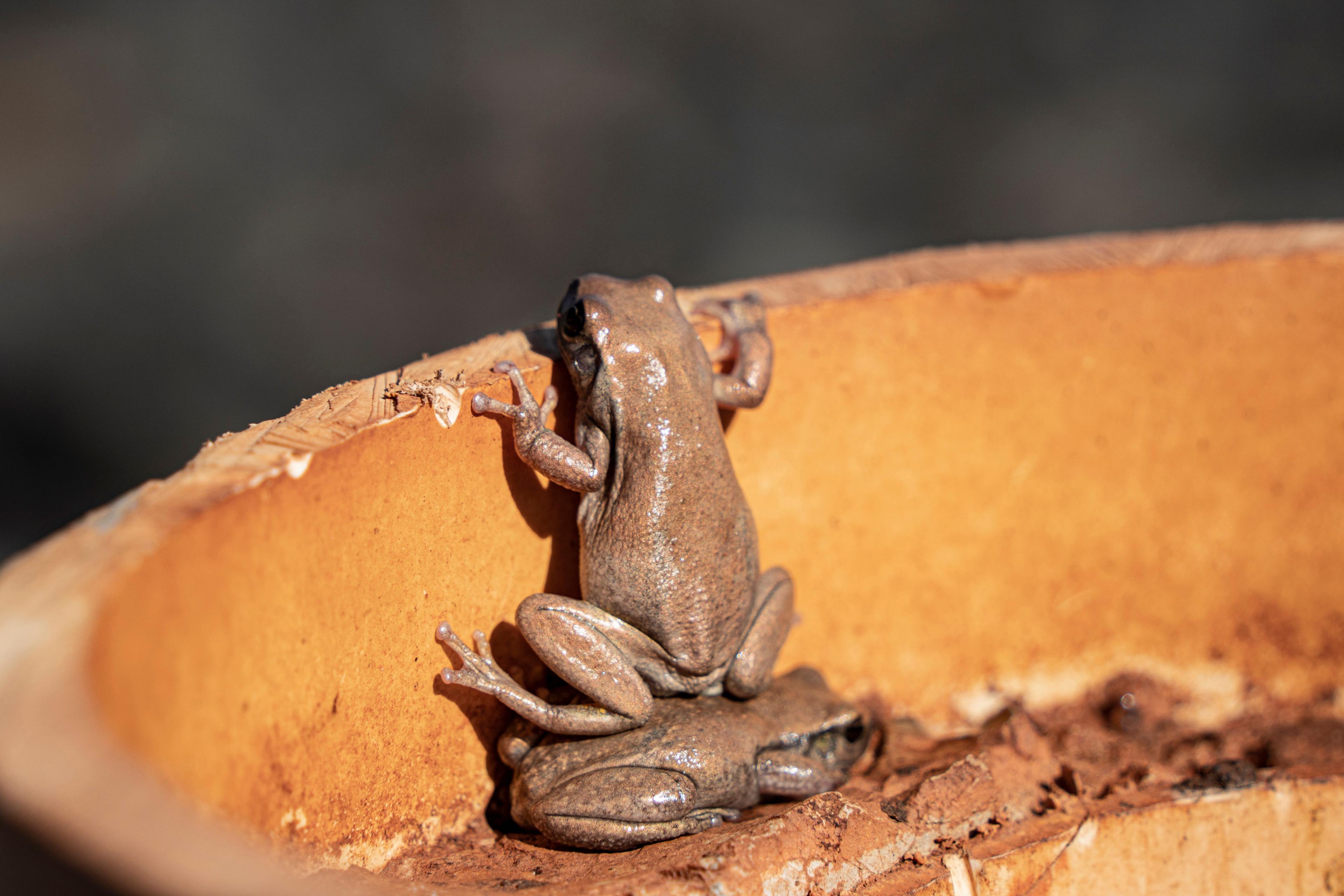 A frog standing on another frog