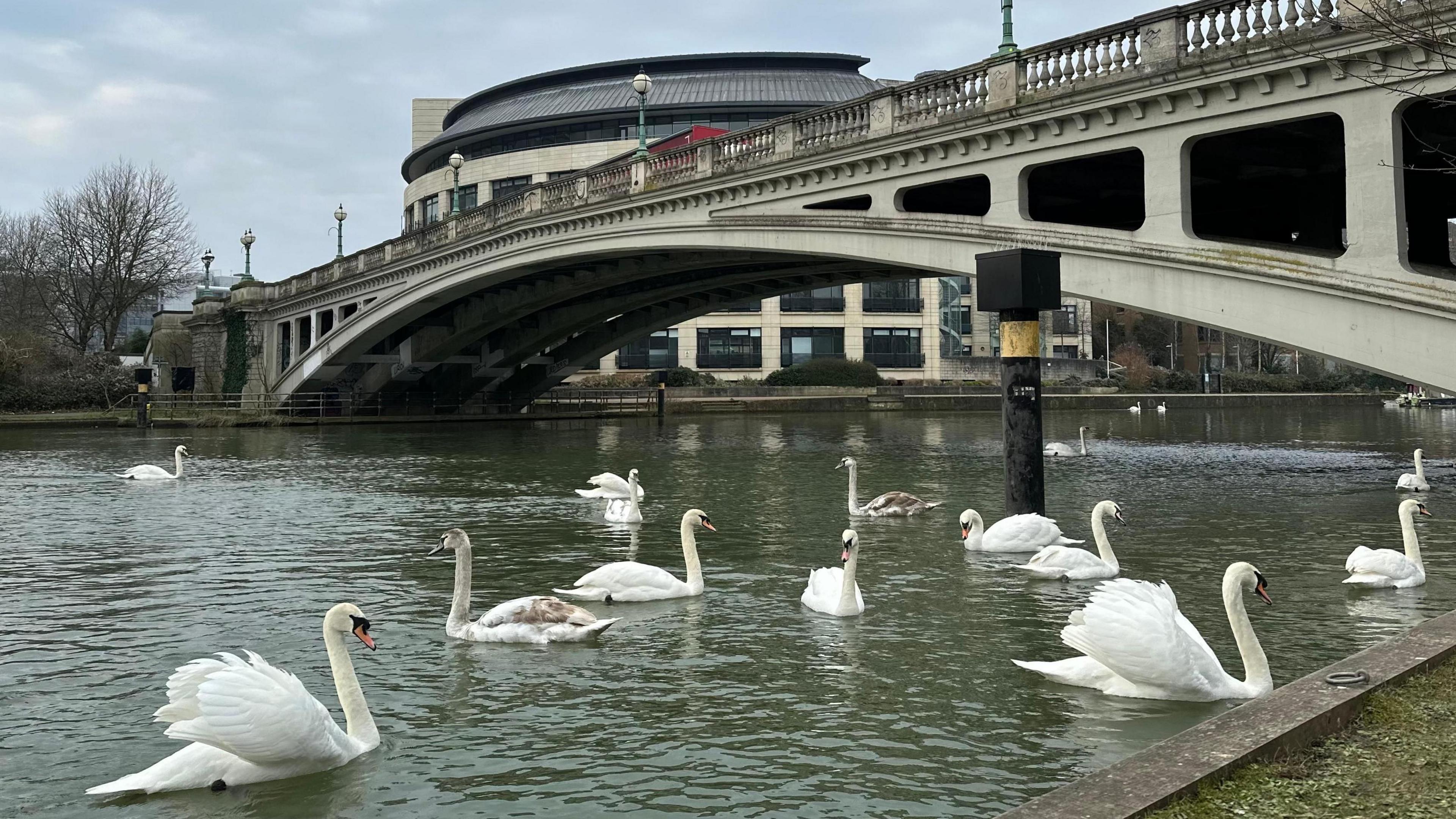 A concrete bridge spans the river. About 12 swans are in the water underneath.