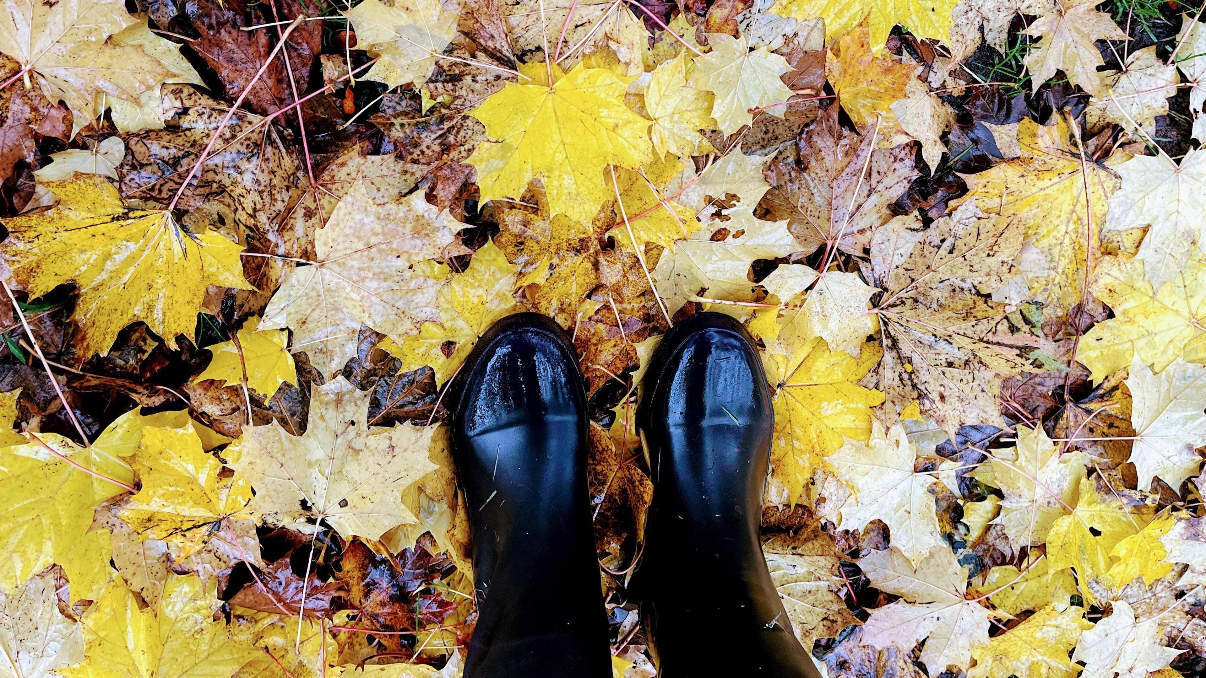 Leaves in West Linton