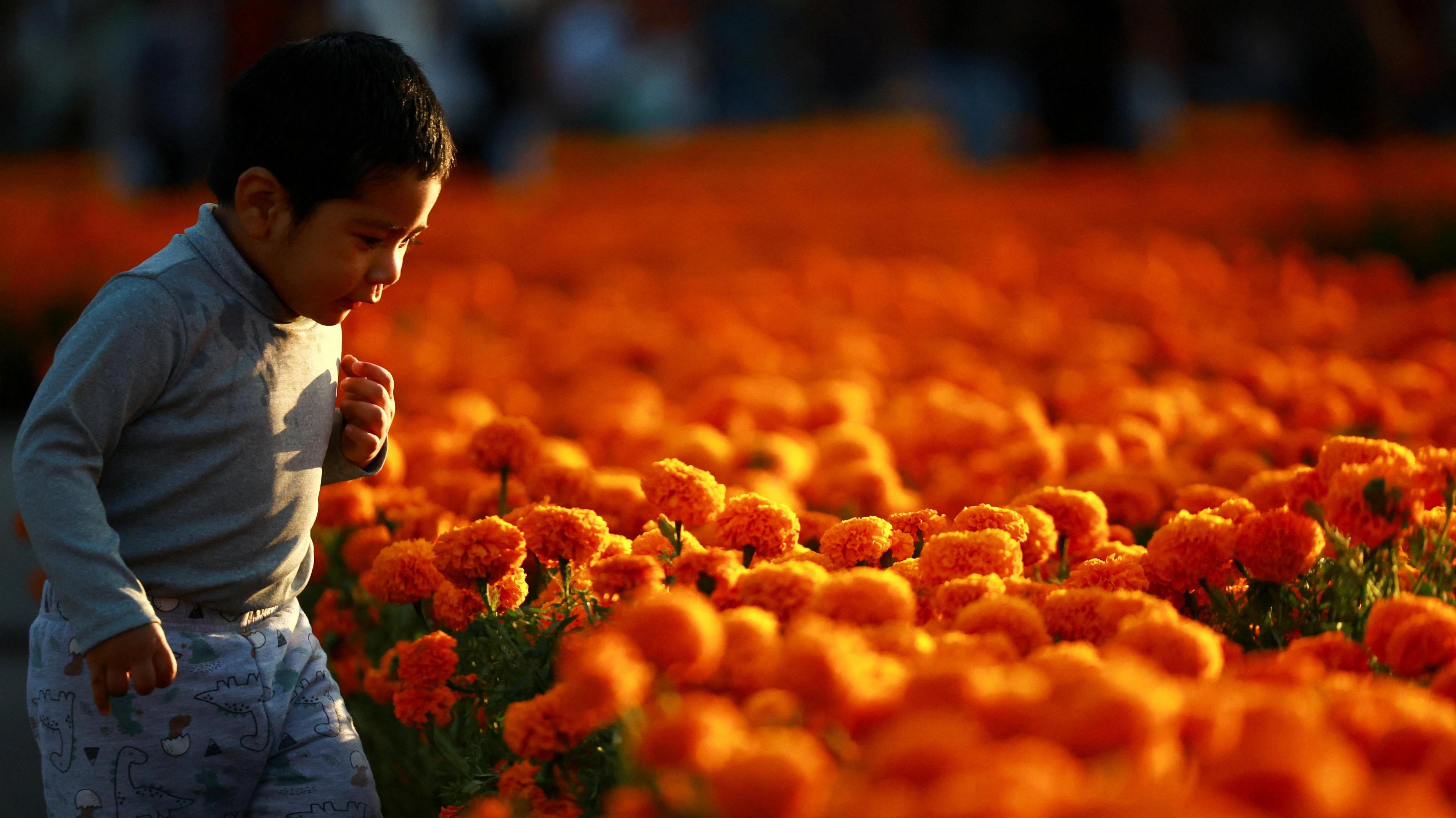 A small boy stood next to orange Marigold flowers.