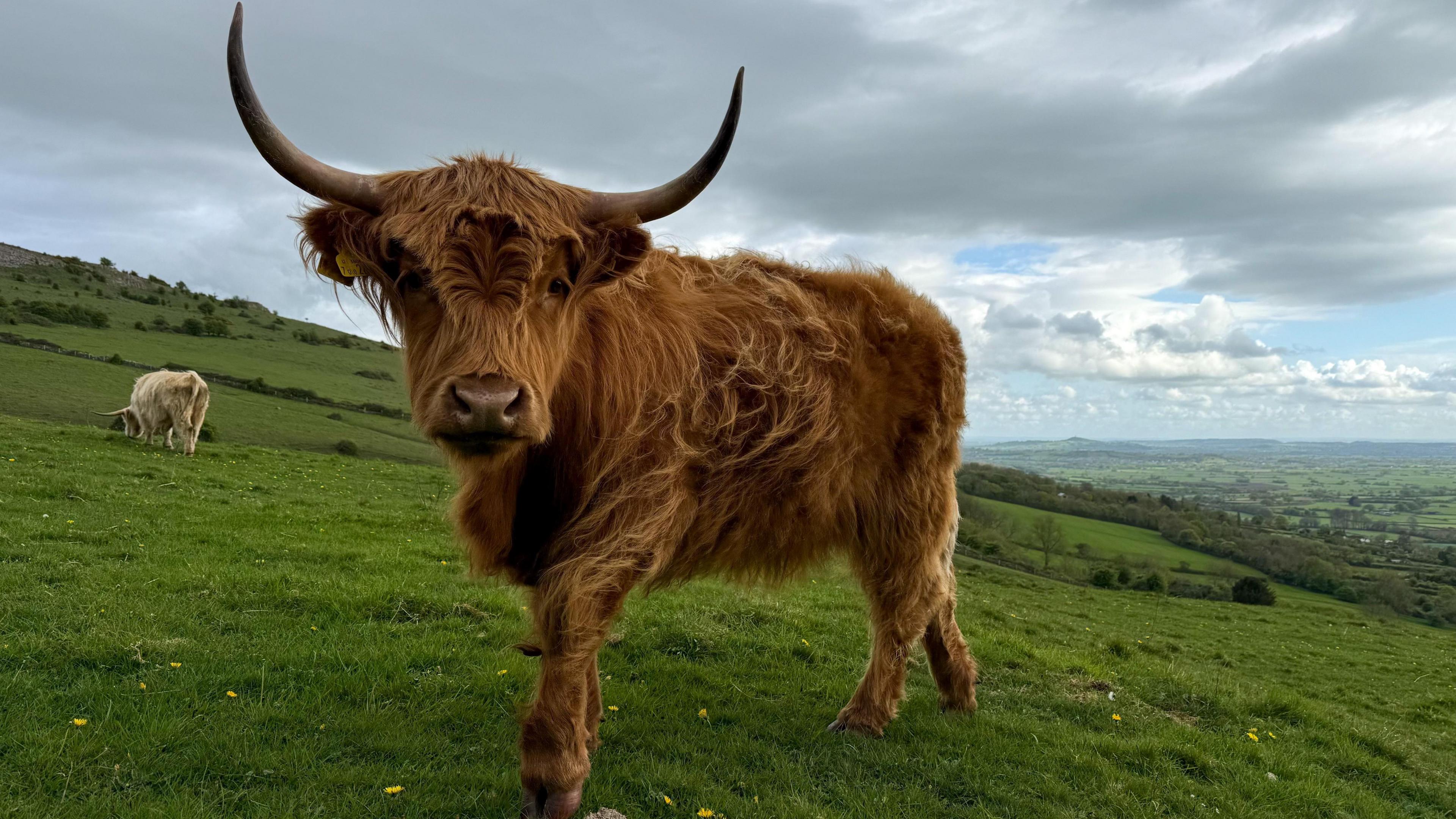 A brown highland cow is looking at the camera. The cow is standing on a green hill under a cloudy sky.