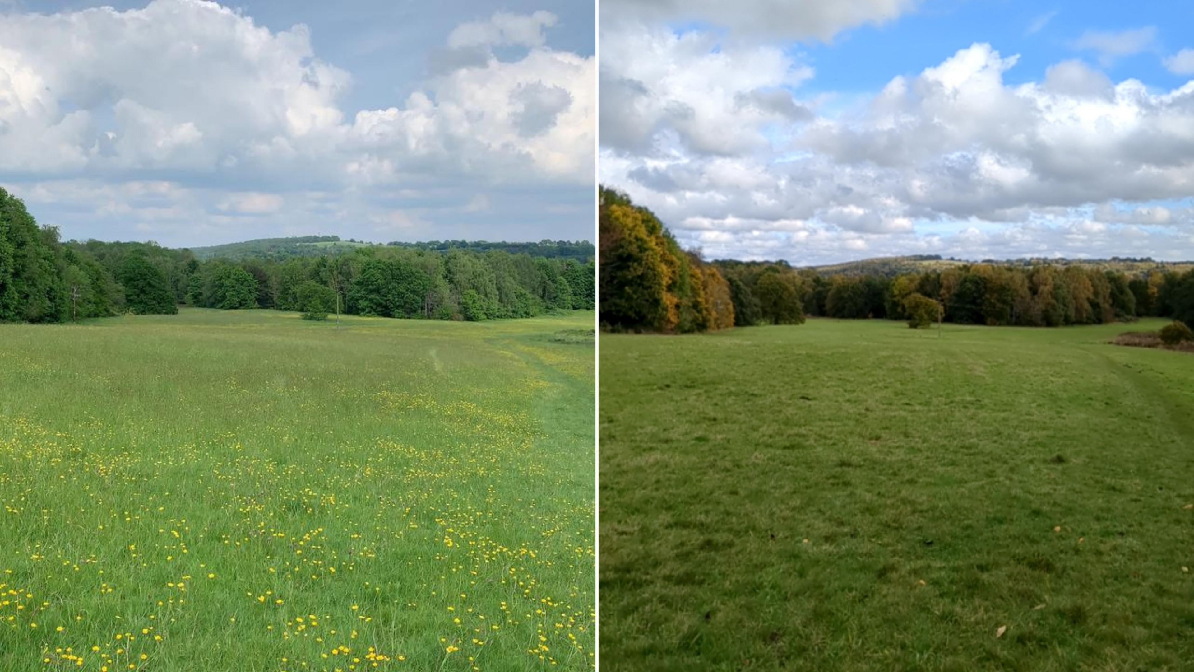 Two photographs side-by-side taken from the same spot in Allestree Park. The one on the left was taken in May and shows grass with buttercups and trees in the background. On the right, is an image taken in October, and some of the leaves on the trees are orange 