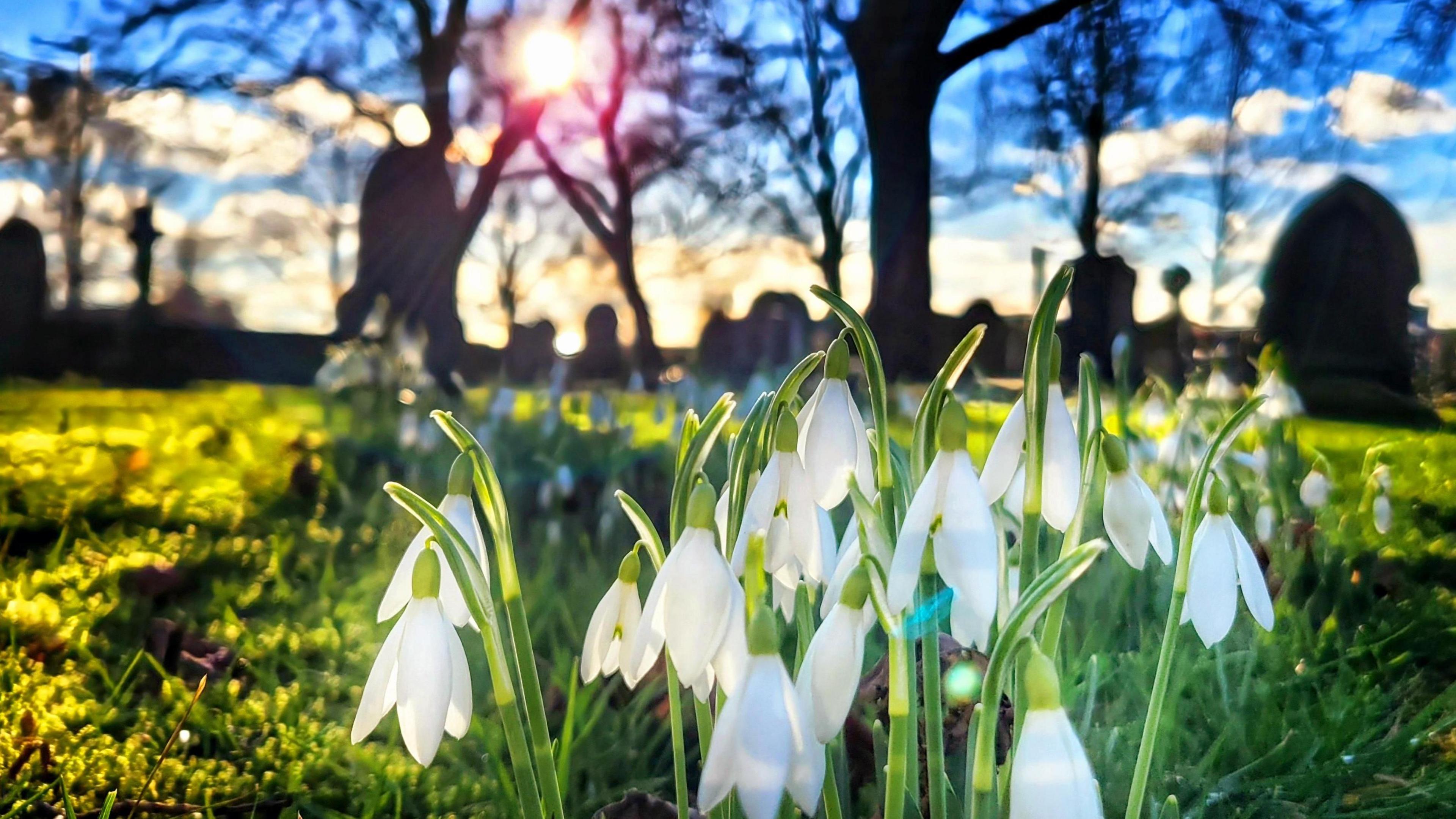 Sunshine breaking through trees in the background with snow drops blooming in the foreground