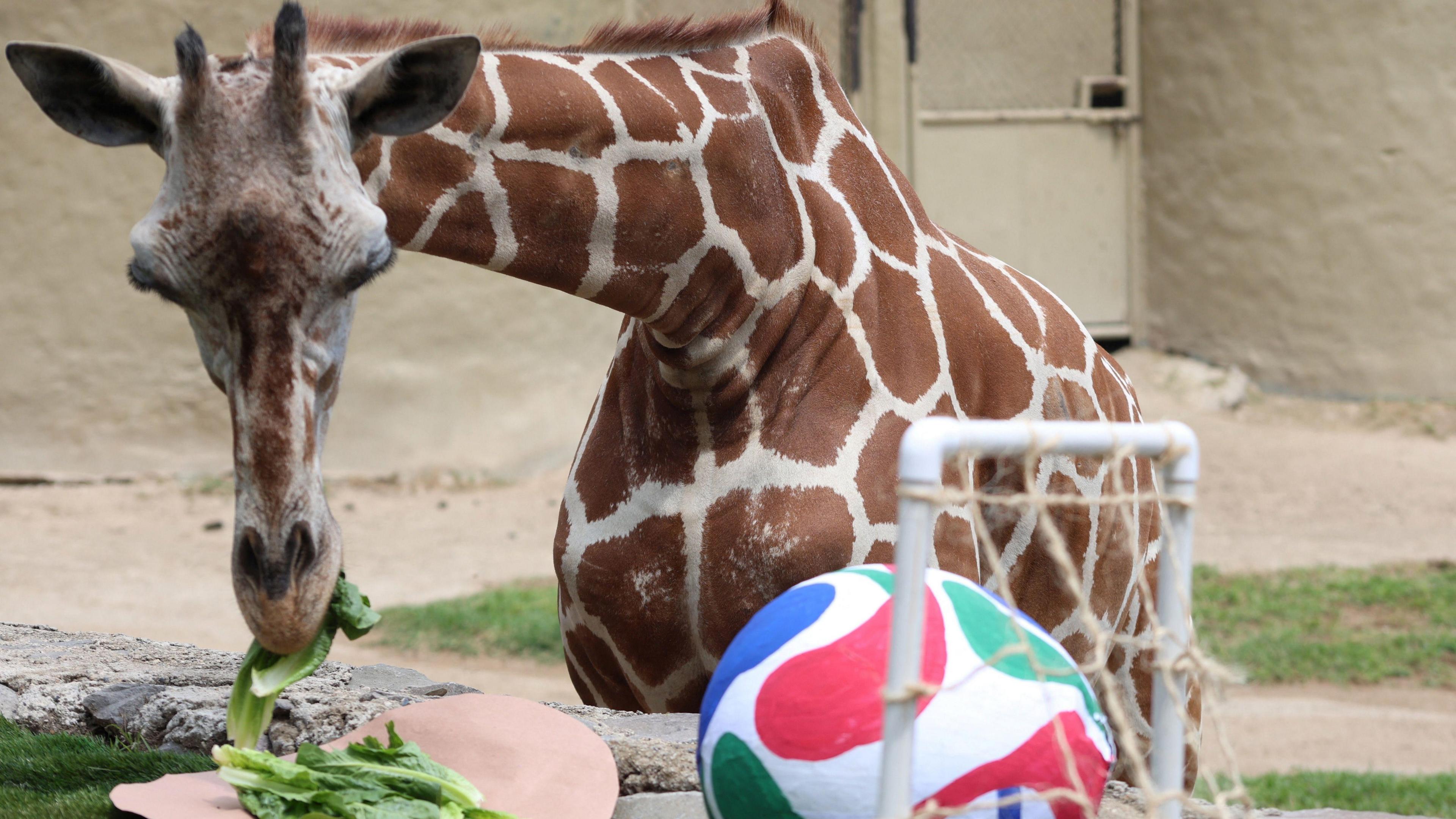 Giraffe eating some greens near a football and mini goalpost.