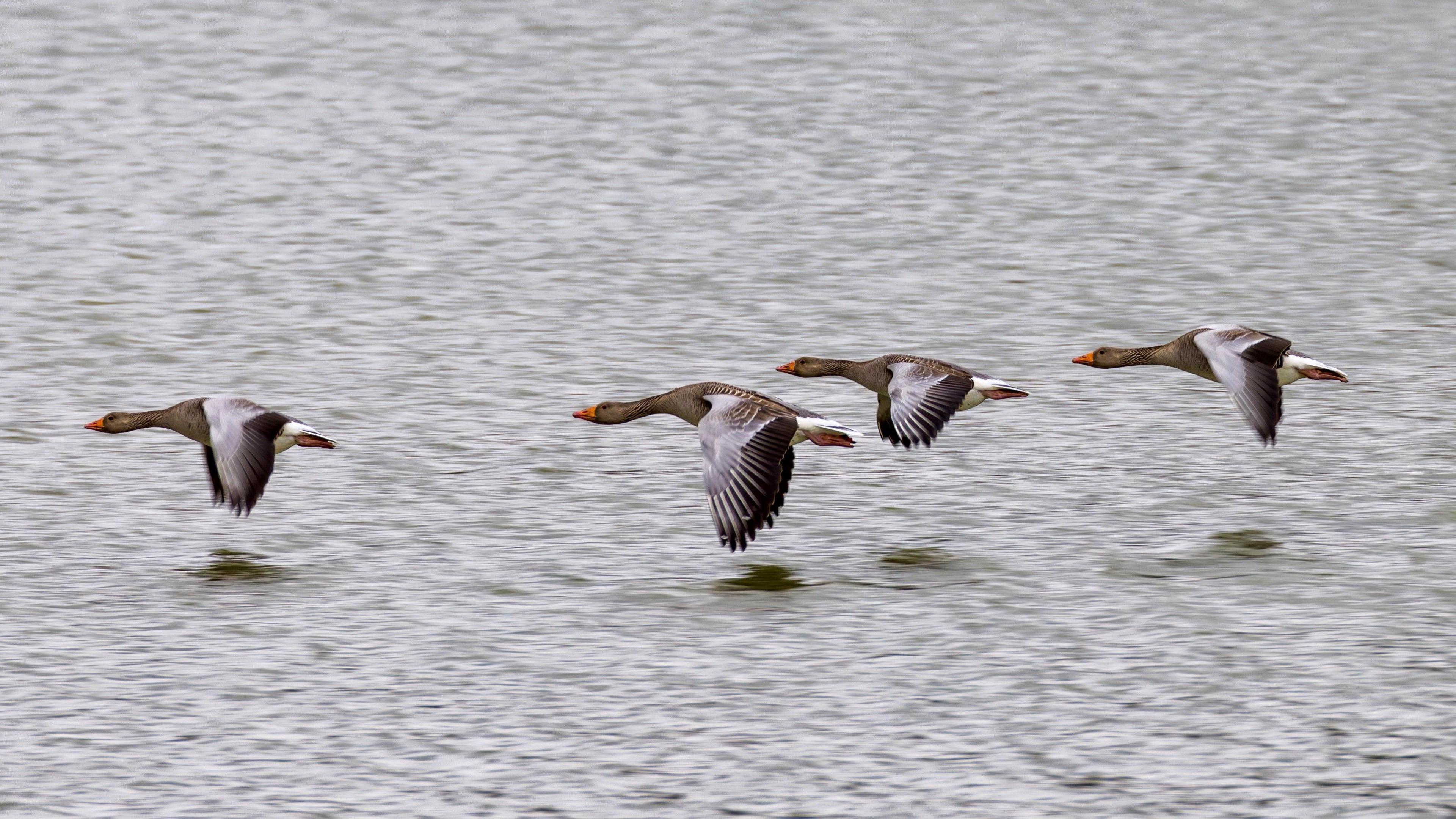 Geese in flight