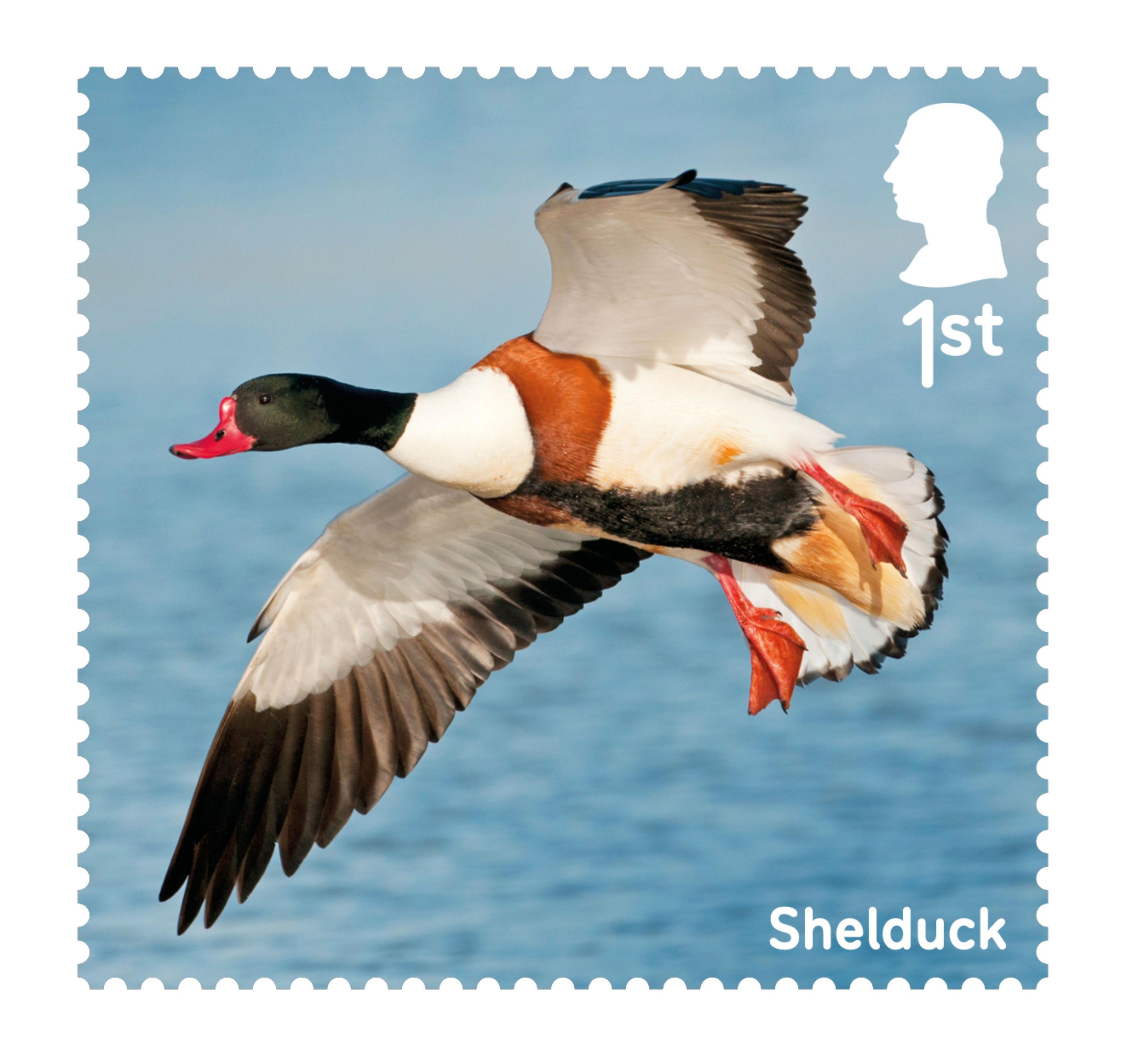 Stamp showing a Shelduck duck.