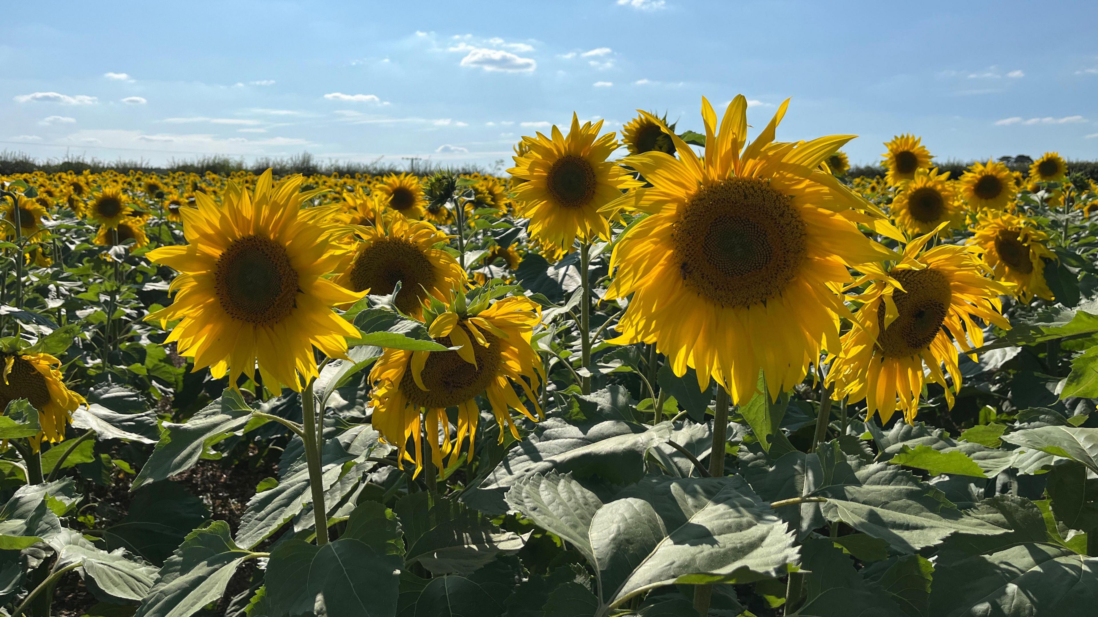 A field of sunflowers