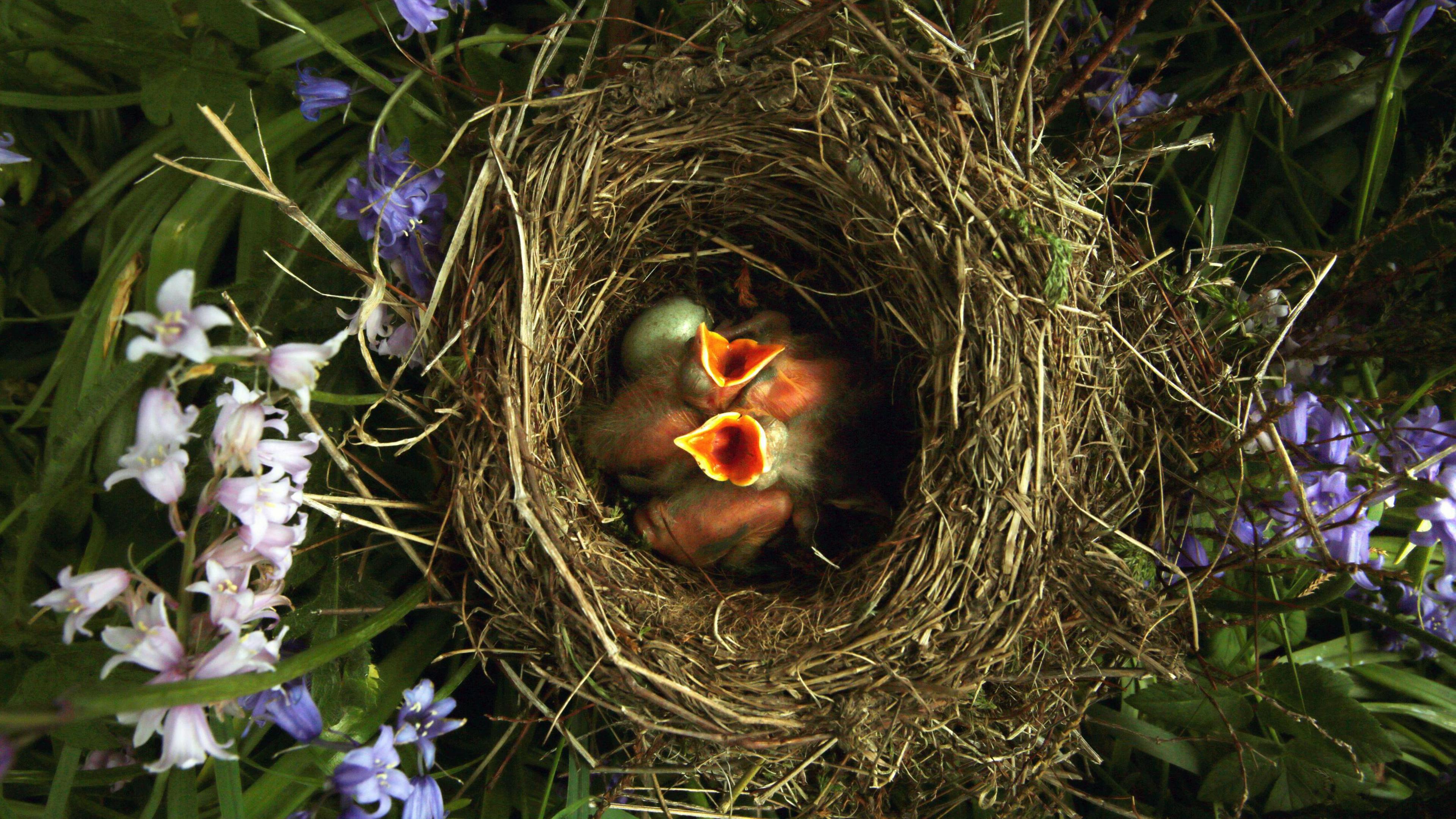 A bird's best viewed from above. It is packed with baby blackbirds, two of which have their mouths stretched wide open waiting for food. There blue bells around the oval-shaped nest which looks like it has been woven from made from long strands of dried grass.