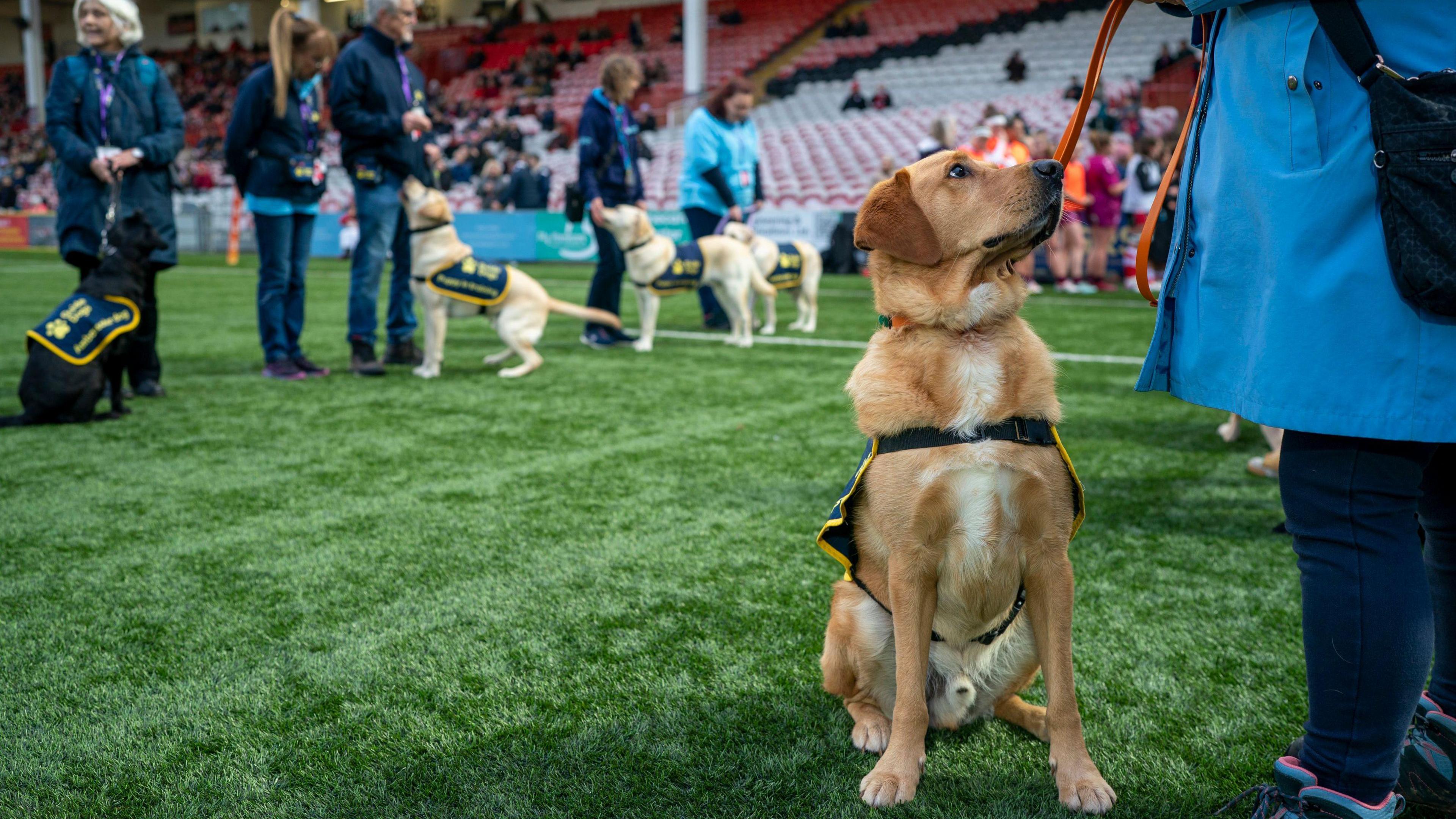 A sandy coloured guide dog in a blue and yellow harness looks at his owner on the pitch at kingholme rugby stadium, there is a line of four guide dogs in the background doing the same