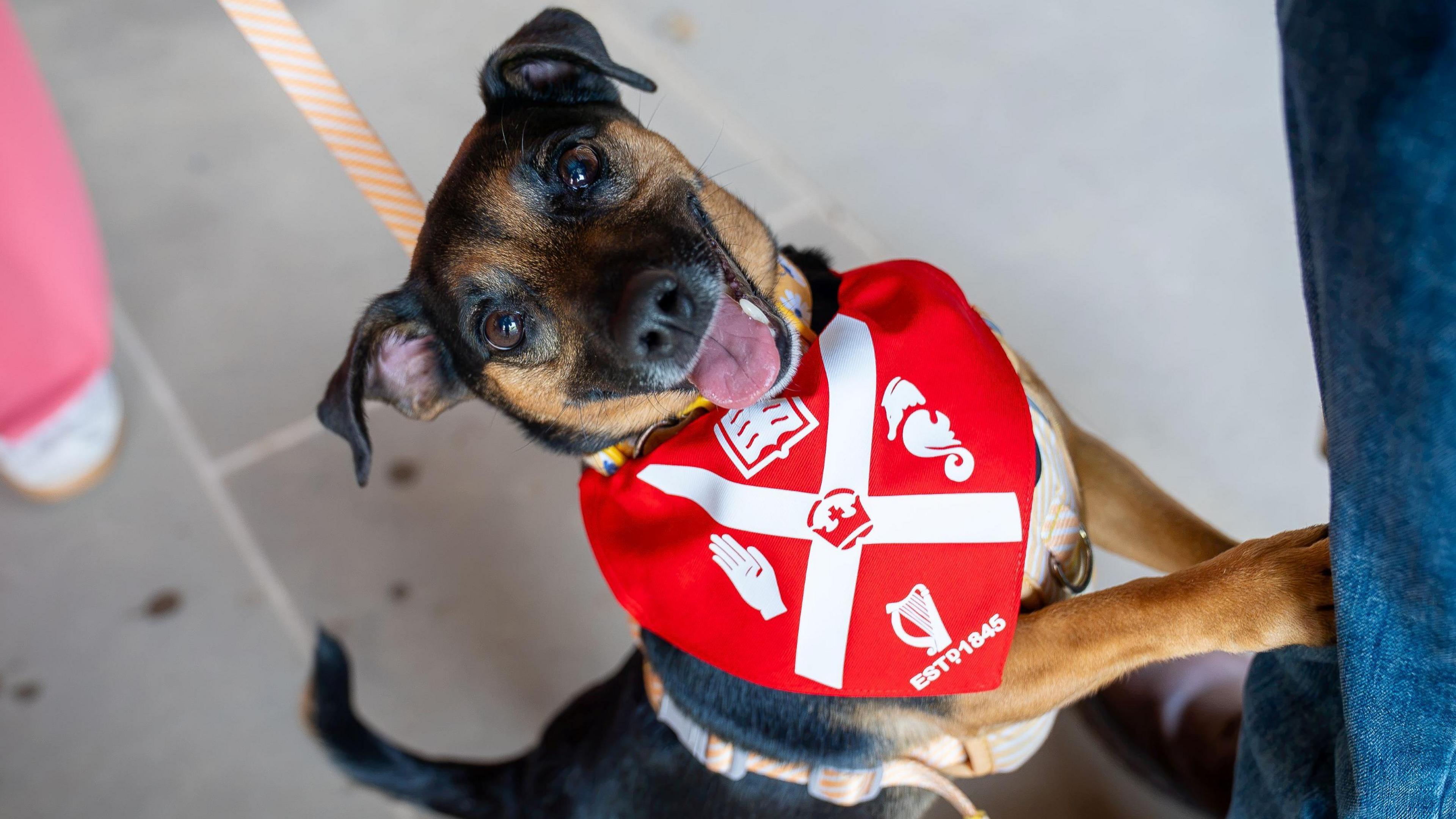 A black and brown dog wearing a red bandana.
