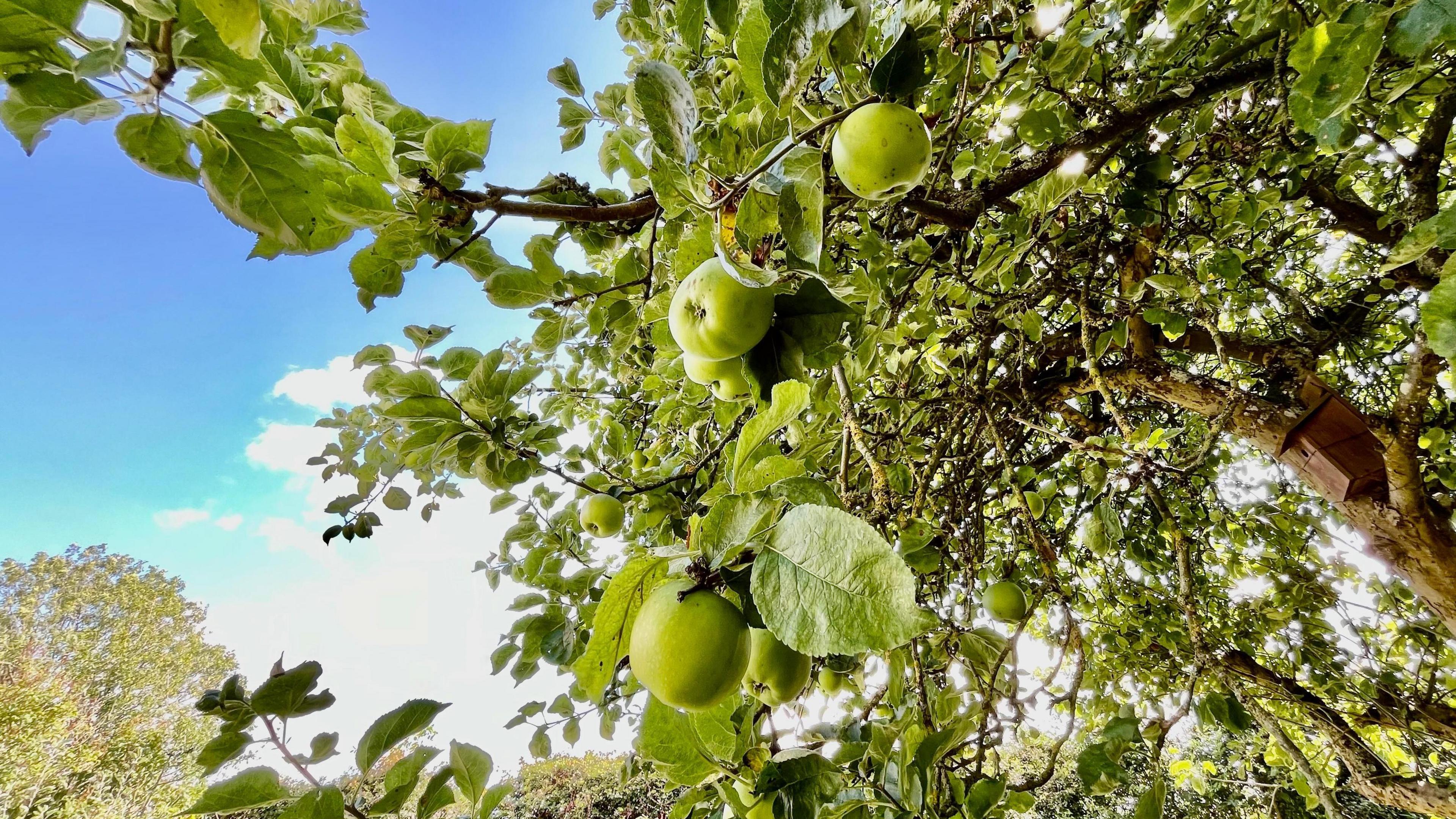 An apple tree with several bright green apples among the leaves at North Leigh fills the screen. Behind you can see the blue sky