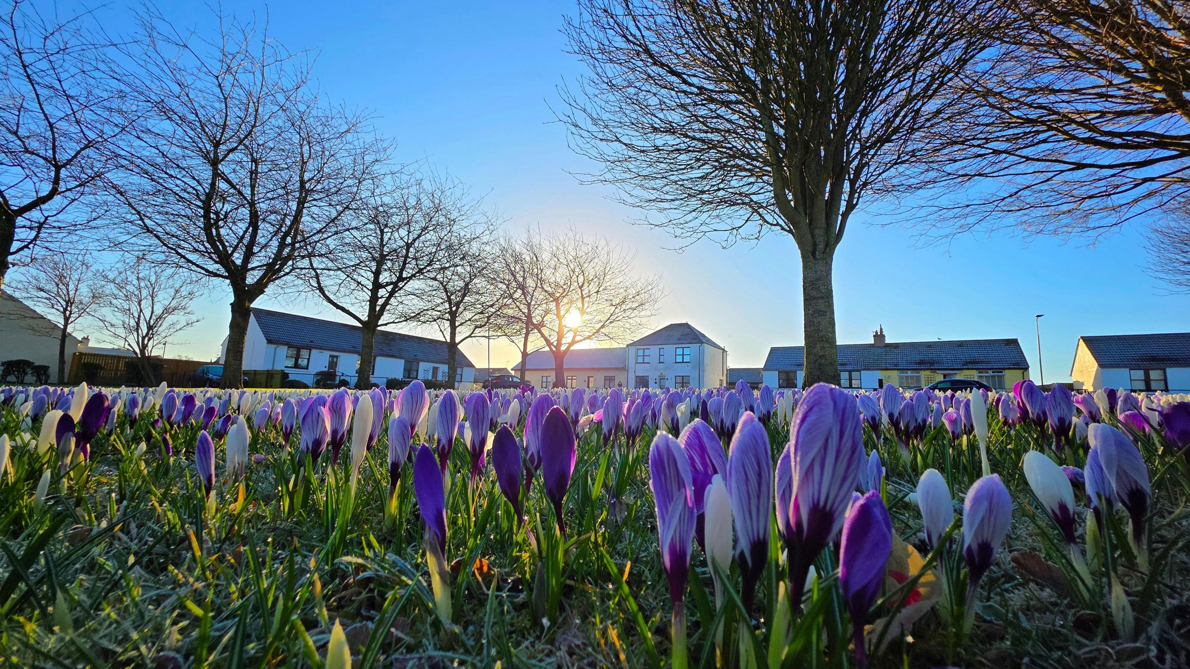 Crocuses in grass with houses in the background while the sun rises