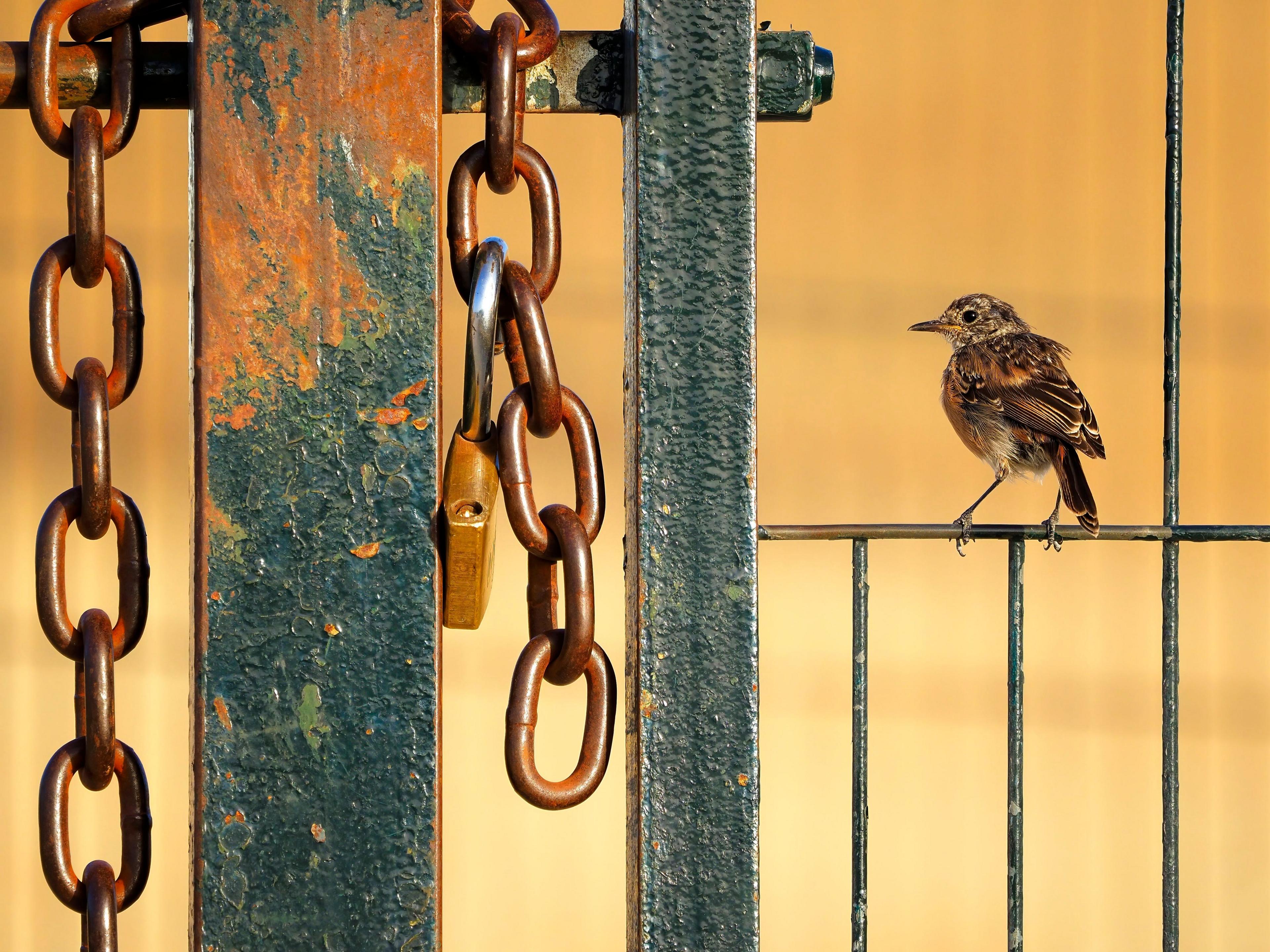 stonechat perched beside a heavy chain on a fence