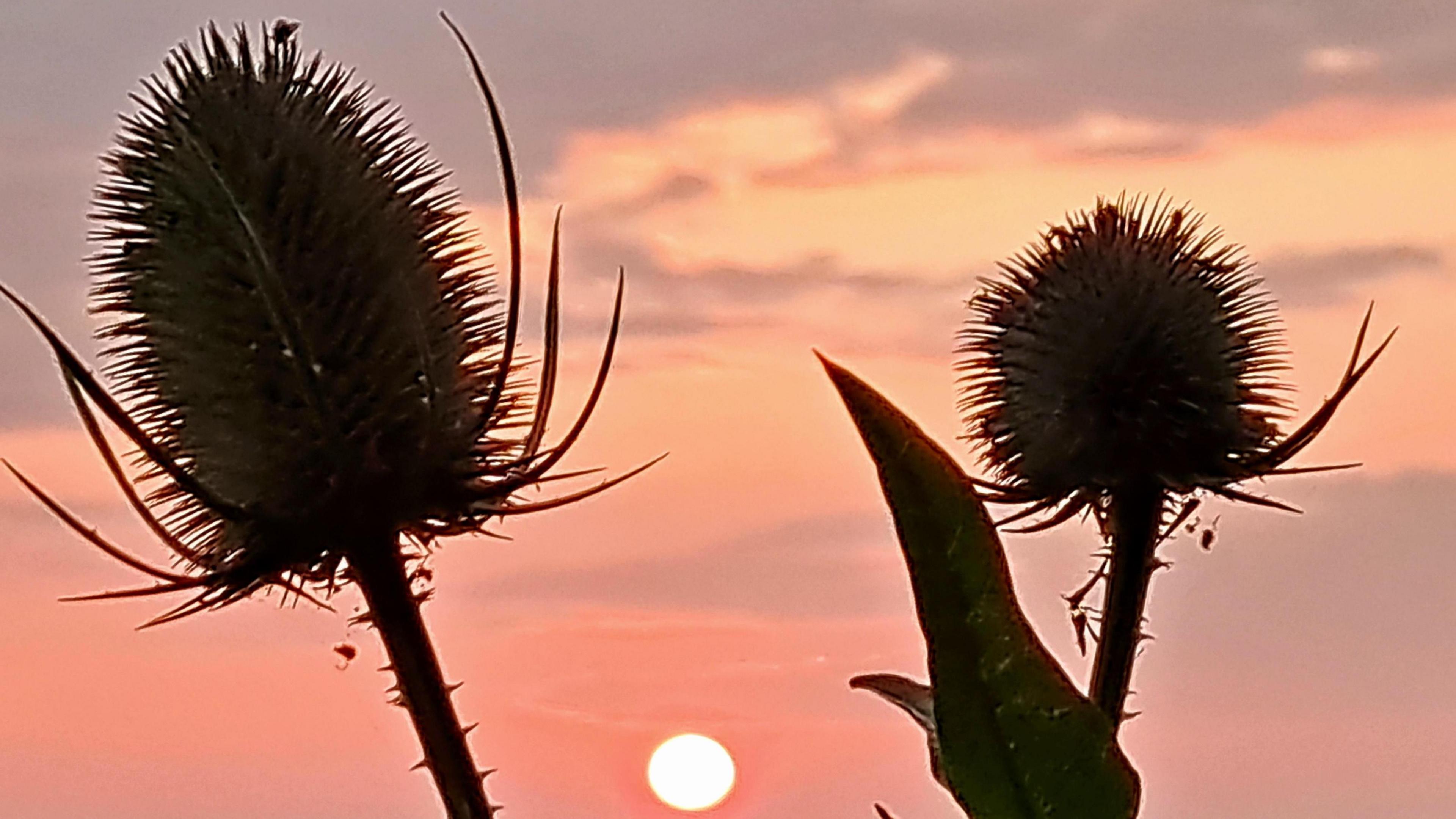 Two thistle heads are silhouetted by an orange sunset  