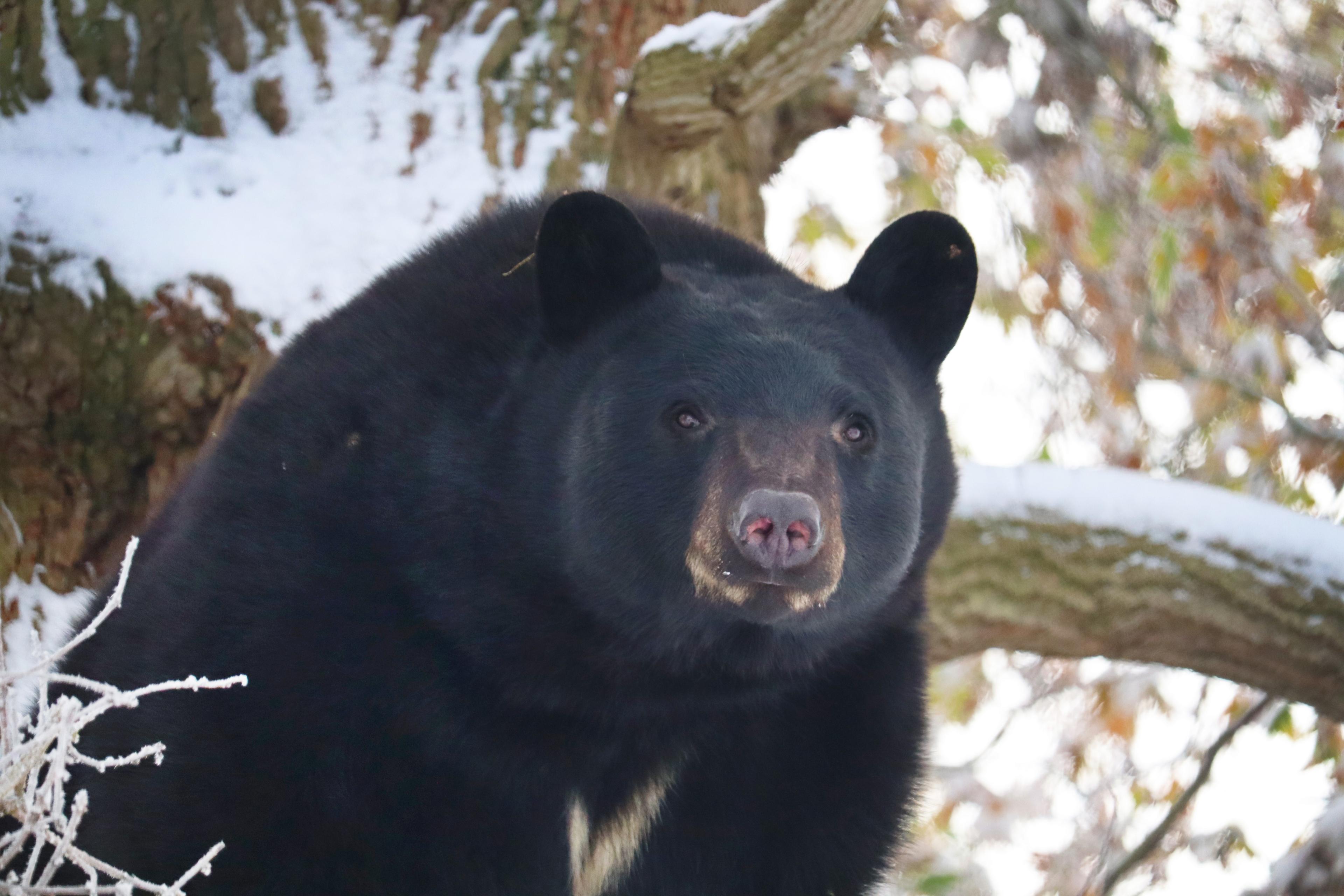 Koda the North American black bear in a tree 