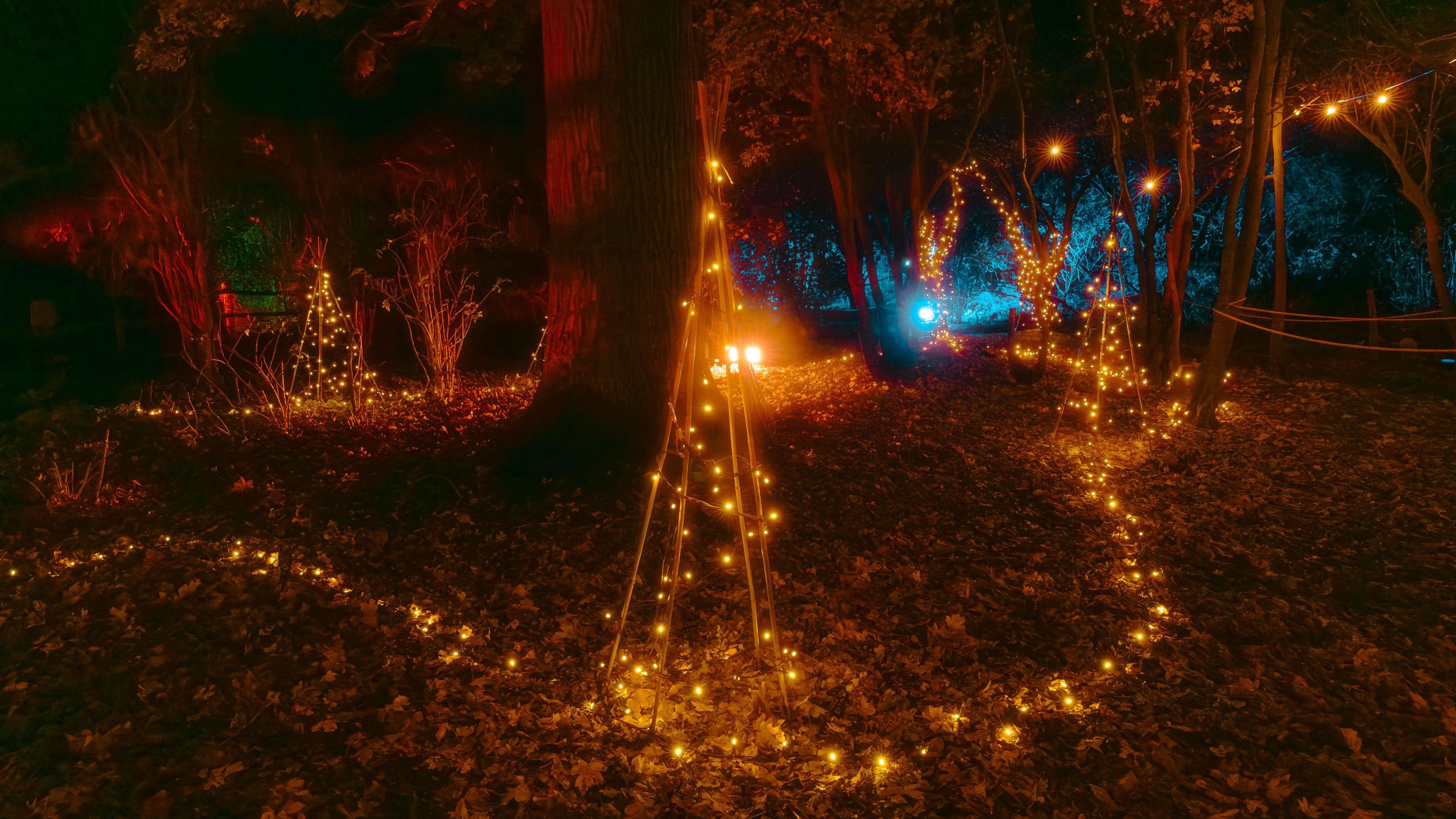 Lit up trees in Ferry Meadows for winter festival 