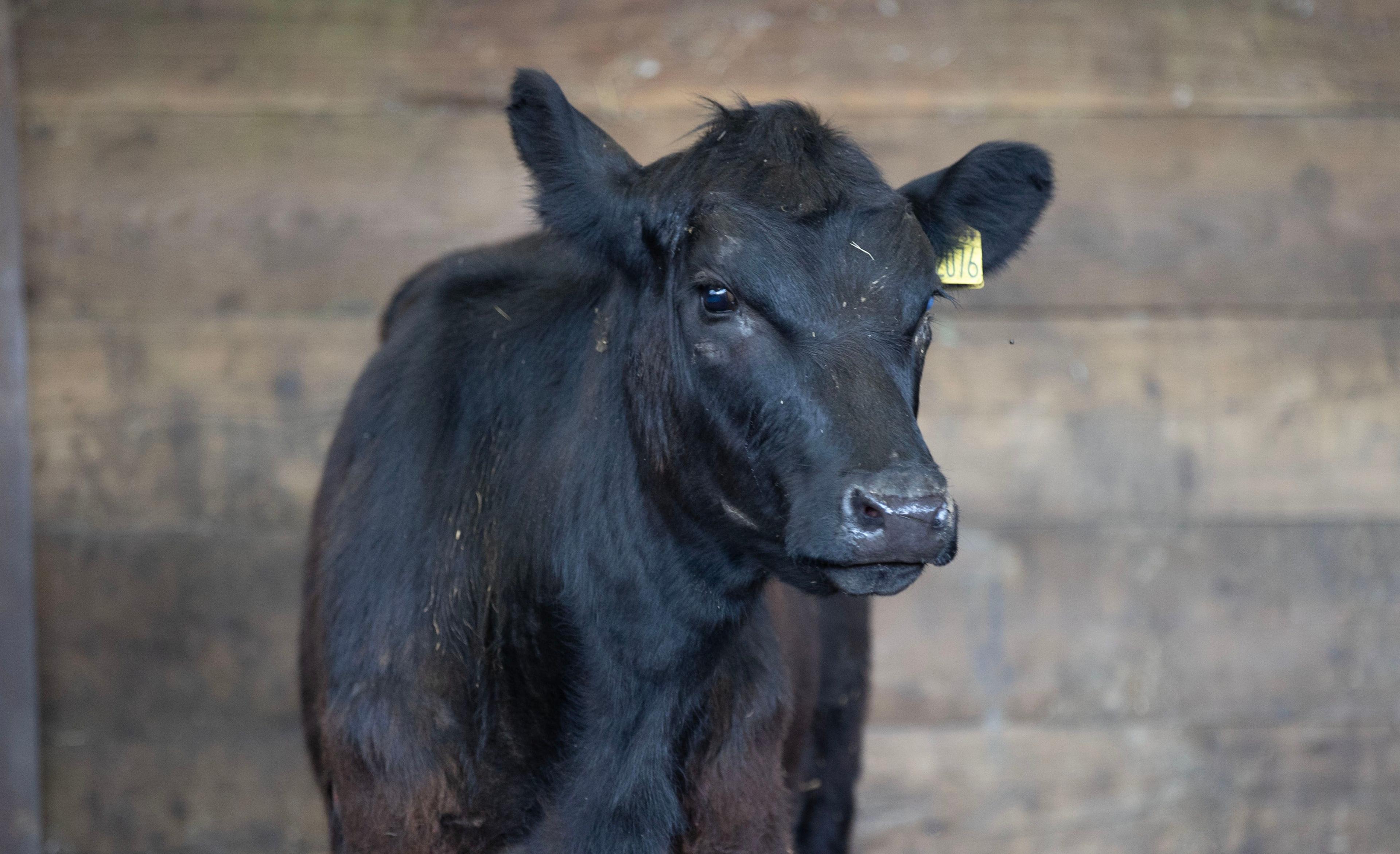 The cow following the incident