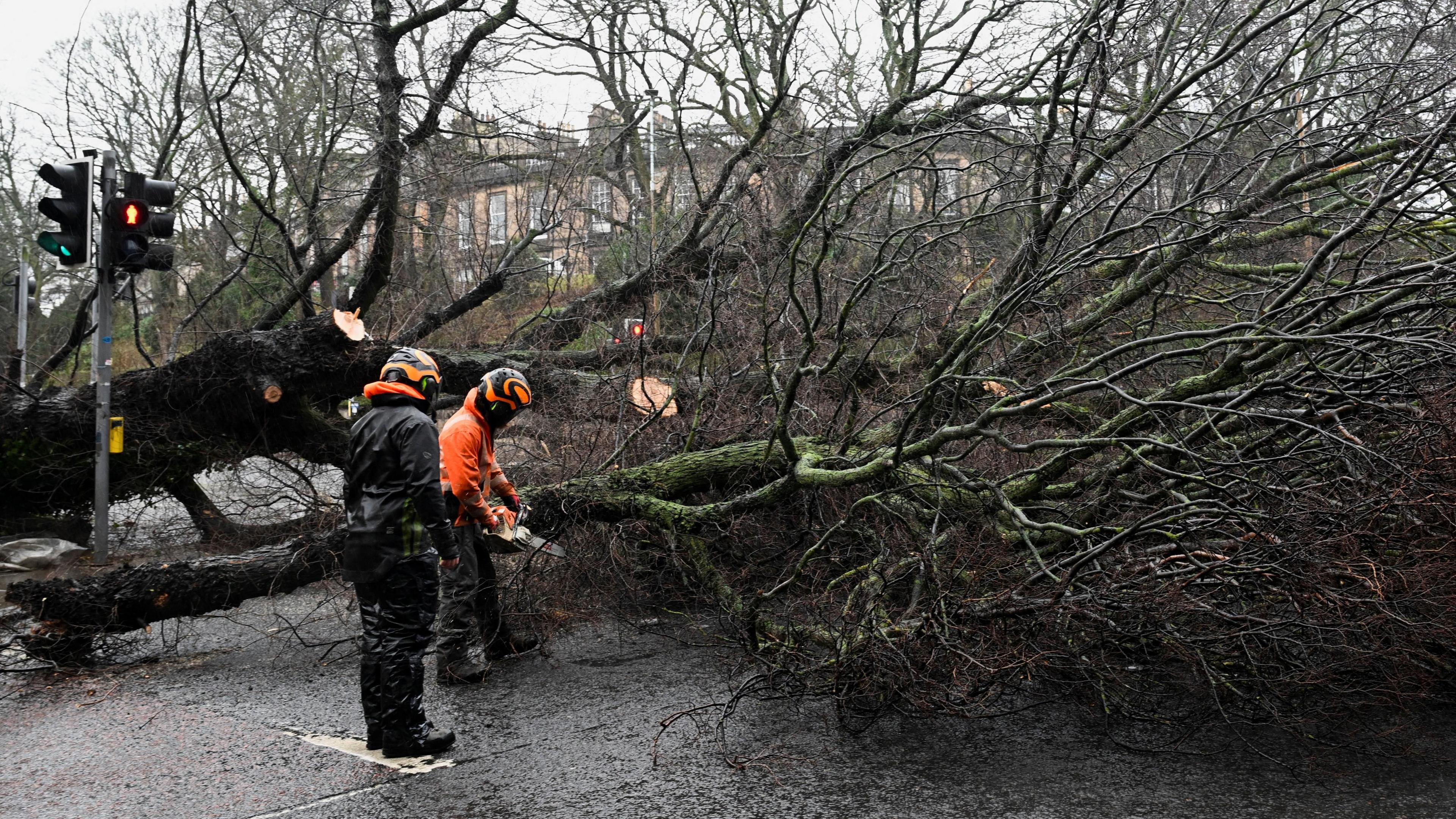 Two workers in protective clothing cut up a fallen tree