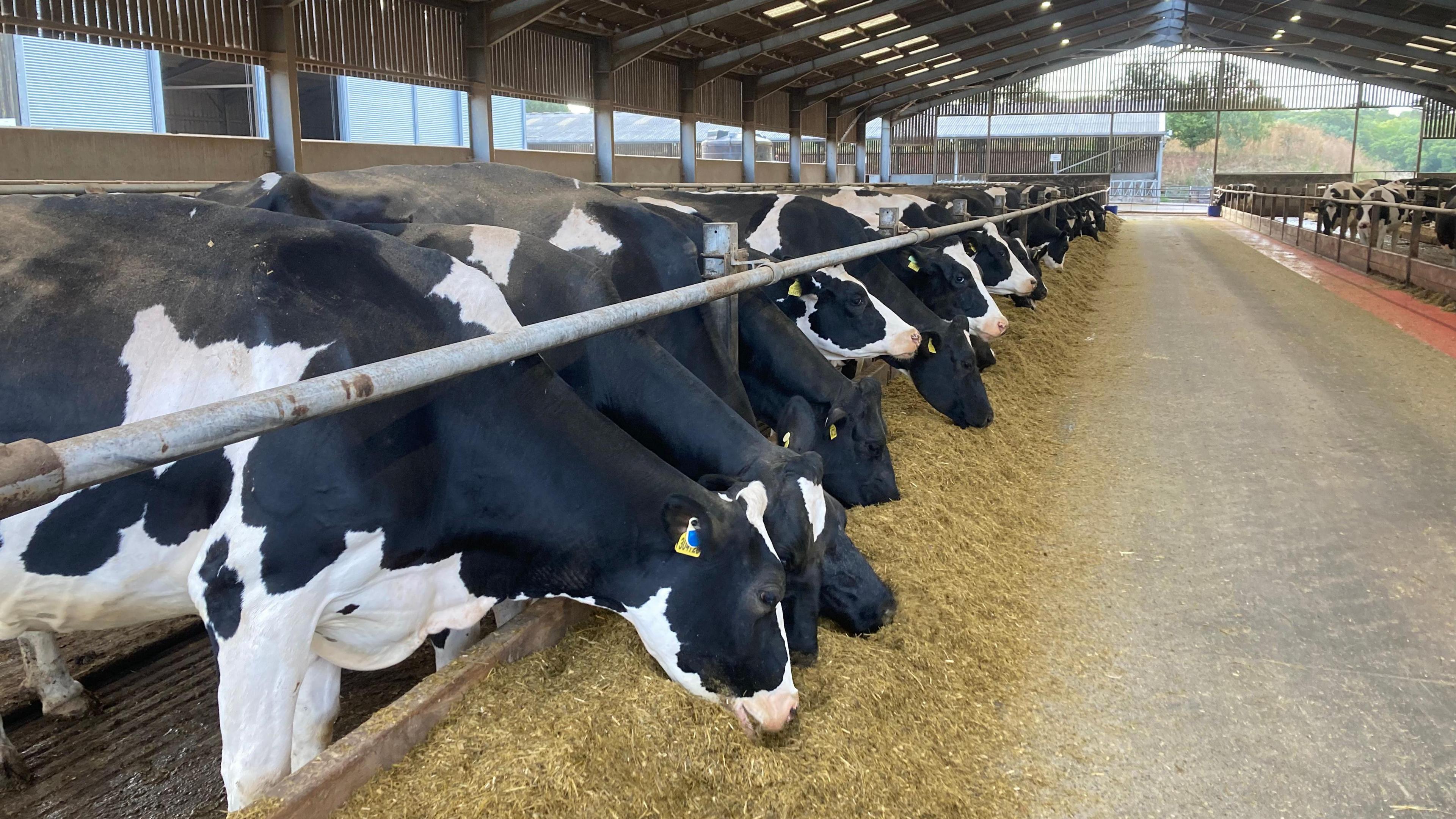 Cows eating hay in a barn