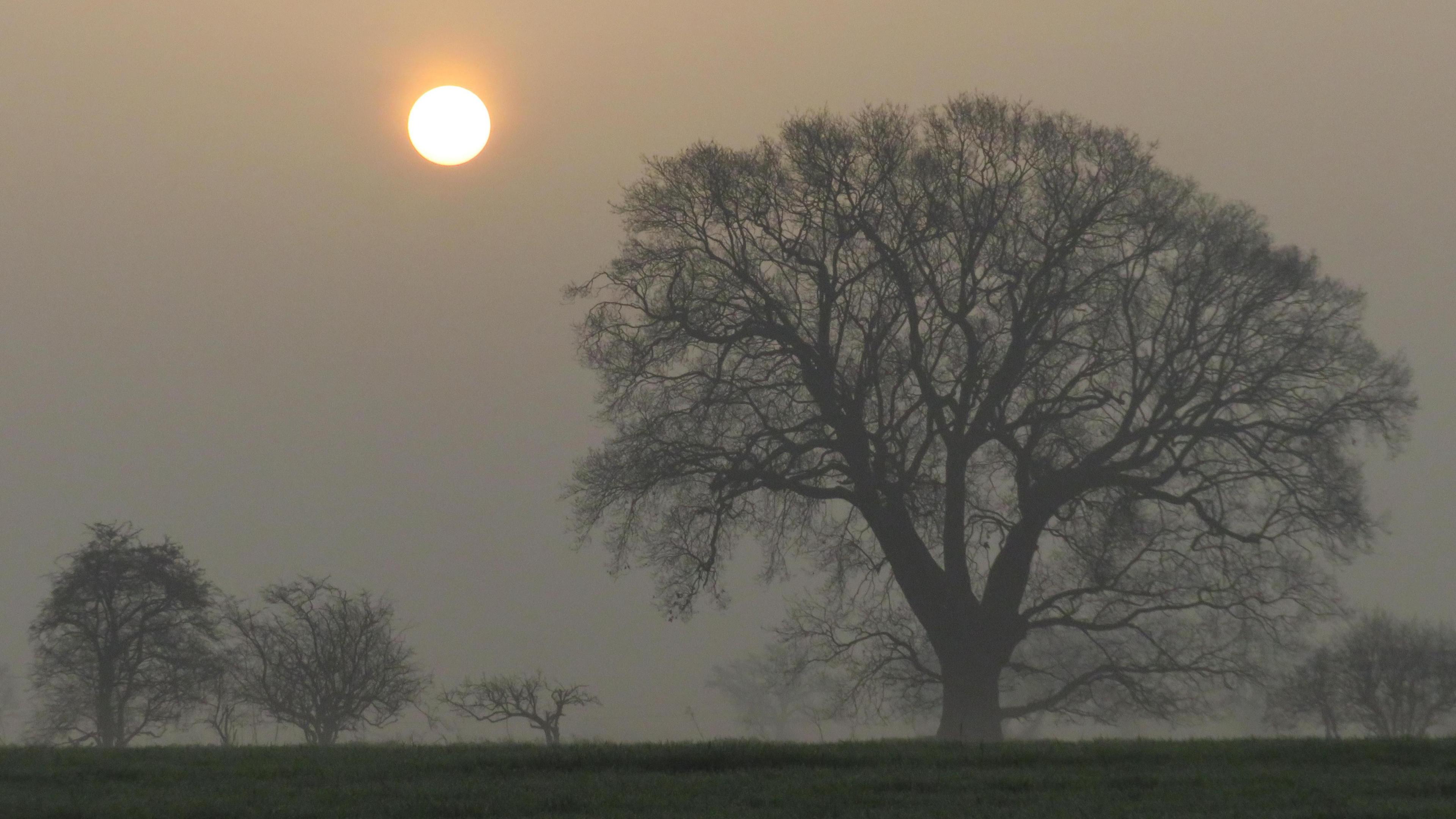 Trees silhouetted against grey gloomy sky with striking Sun
